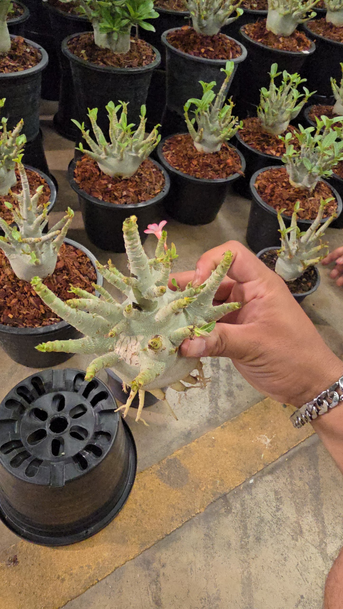 Adenium arabicum root in moss