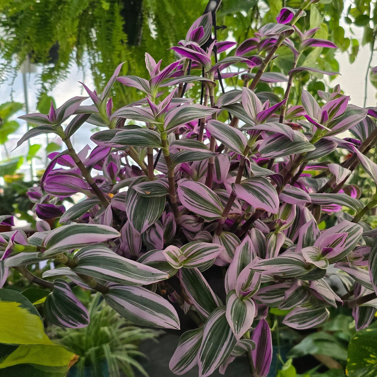 Tradescantia purple in 8 inch pot easy care indoor outdoor