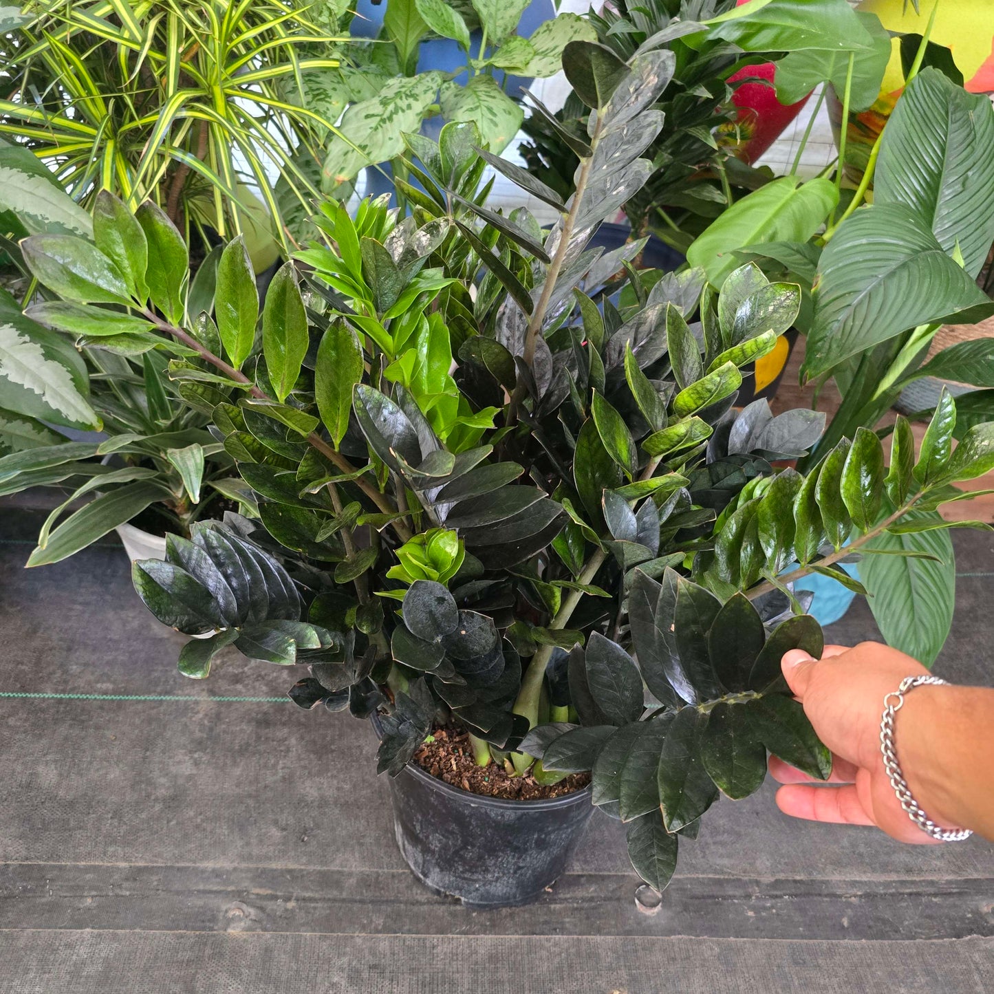 XL Black ZZ in 3 gallon pot 2.5-3 feet tall