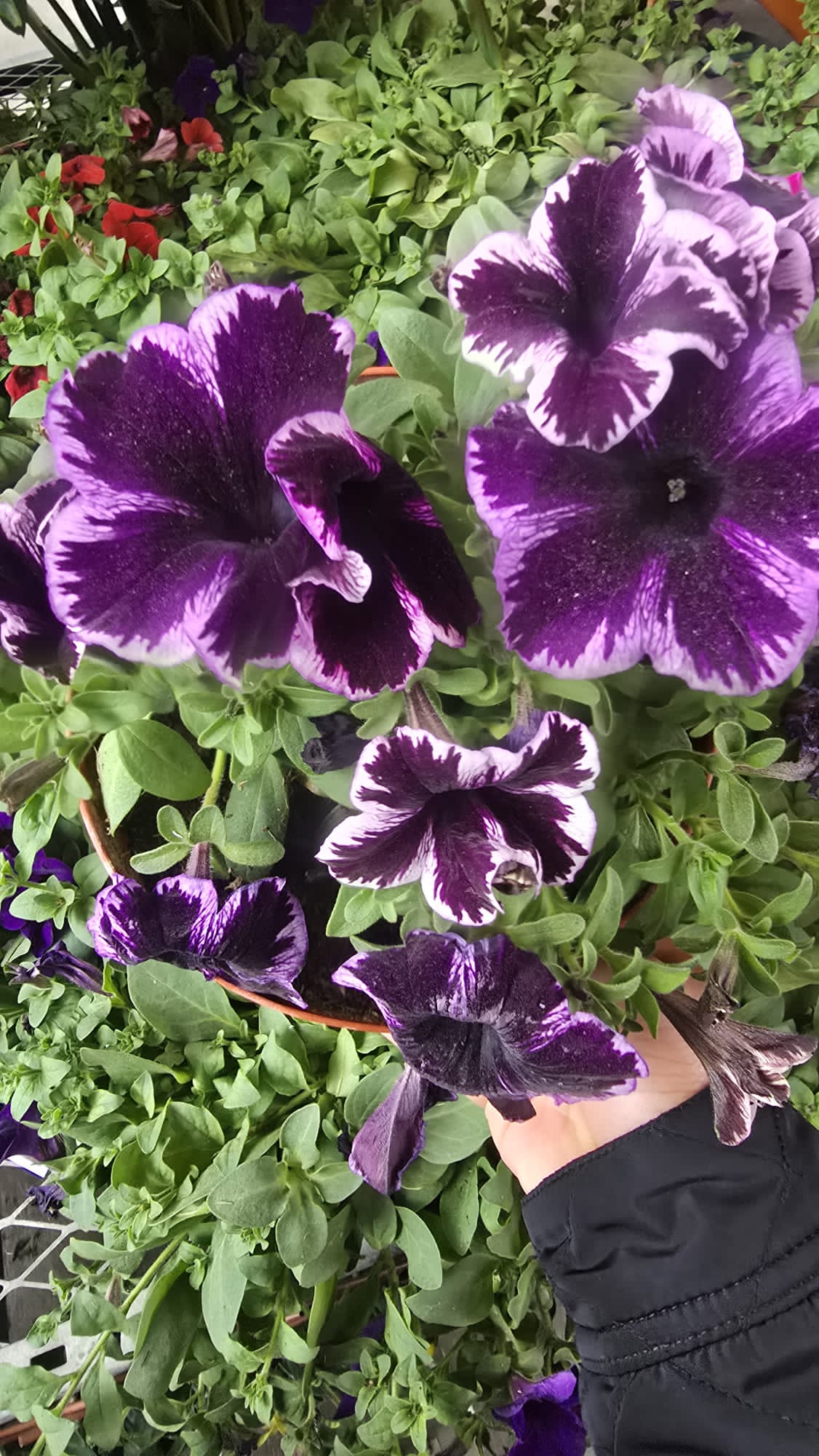 Garden Petunia Purple Flower in 6 inch pot