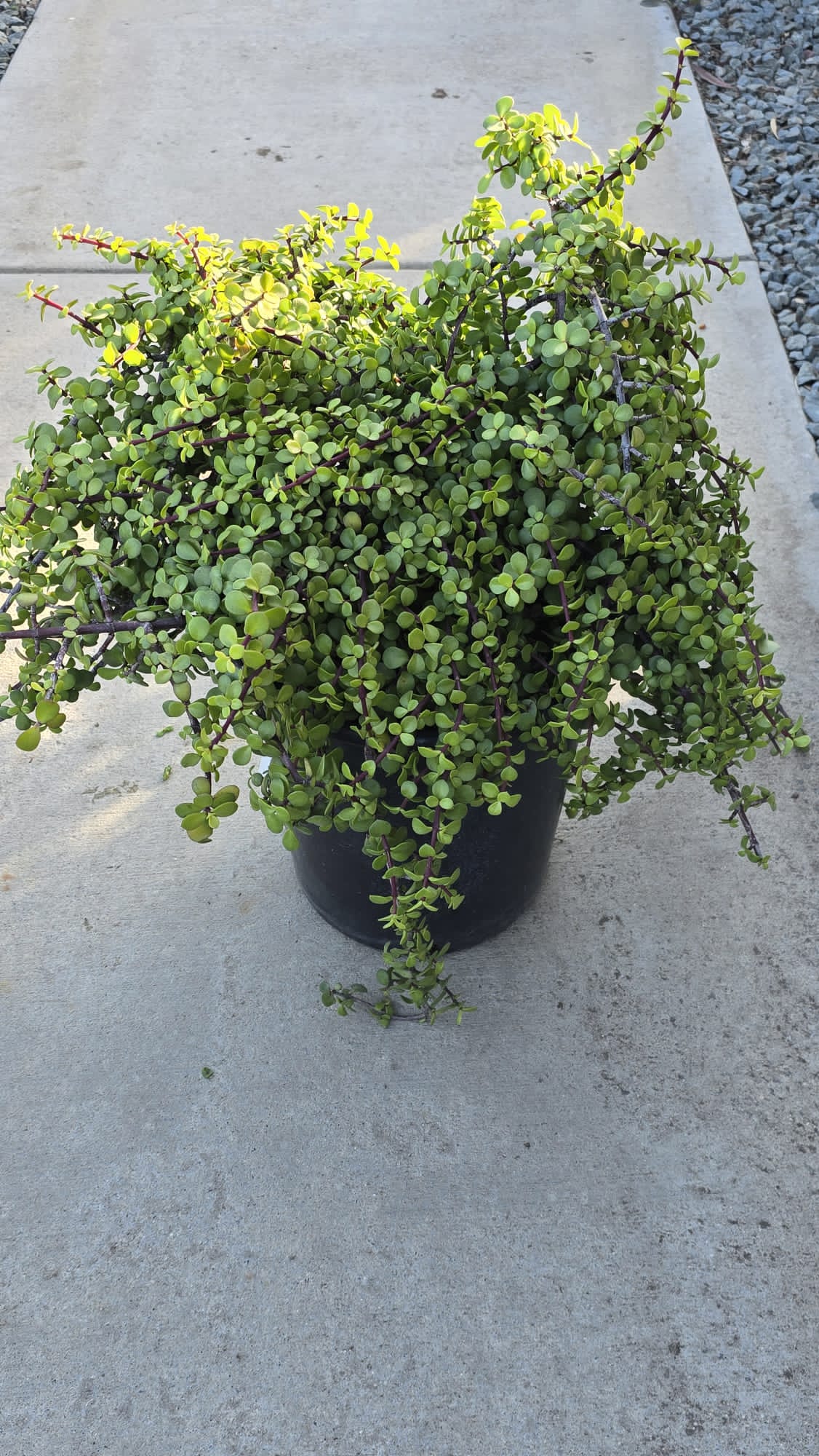 Portulacaria afra in 5 gallon pot good luck plant