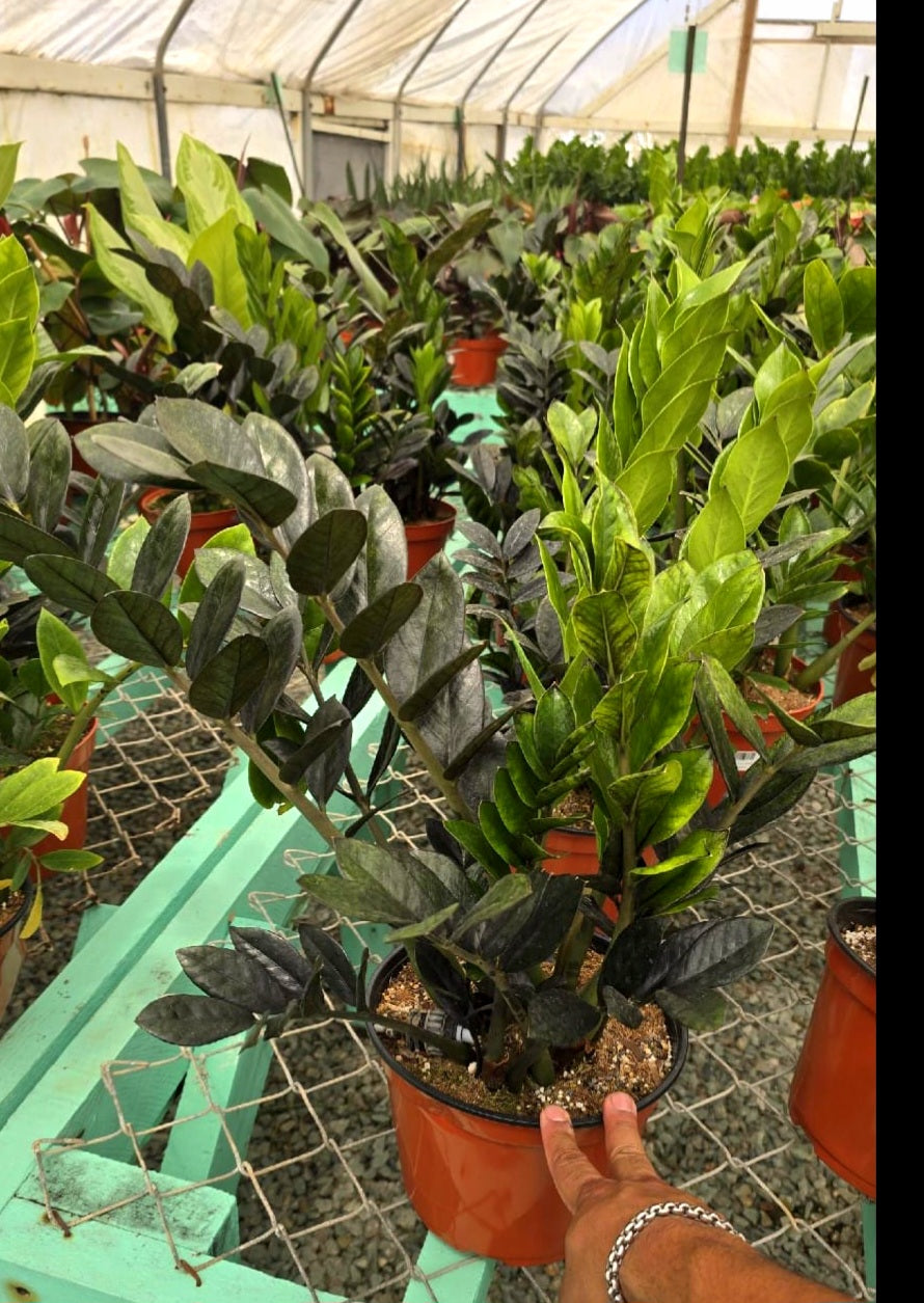 Black ZZ in 8 inch pot 1.5-2 feet tall