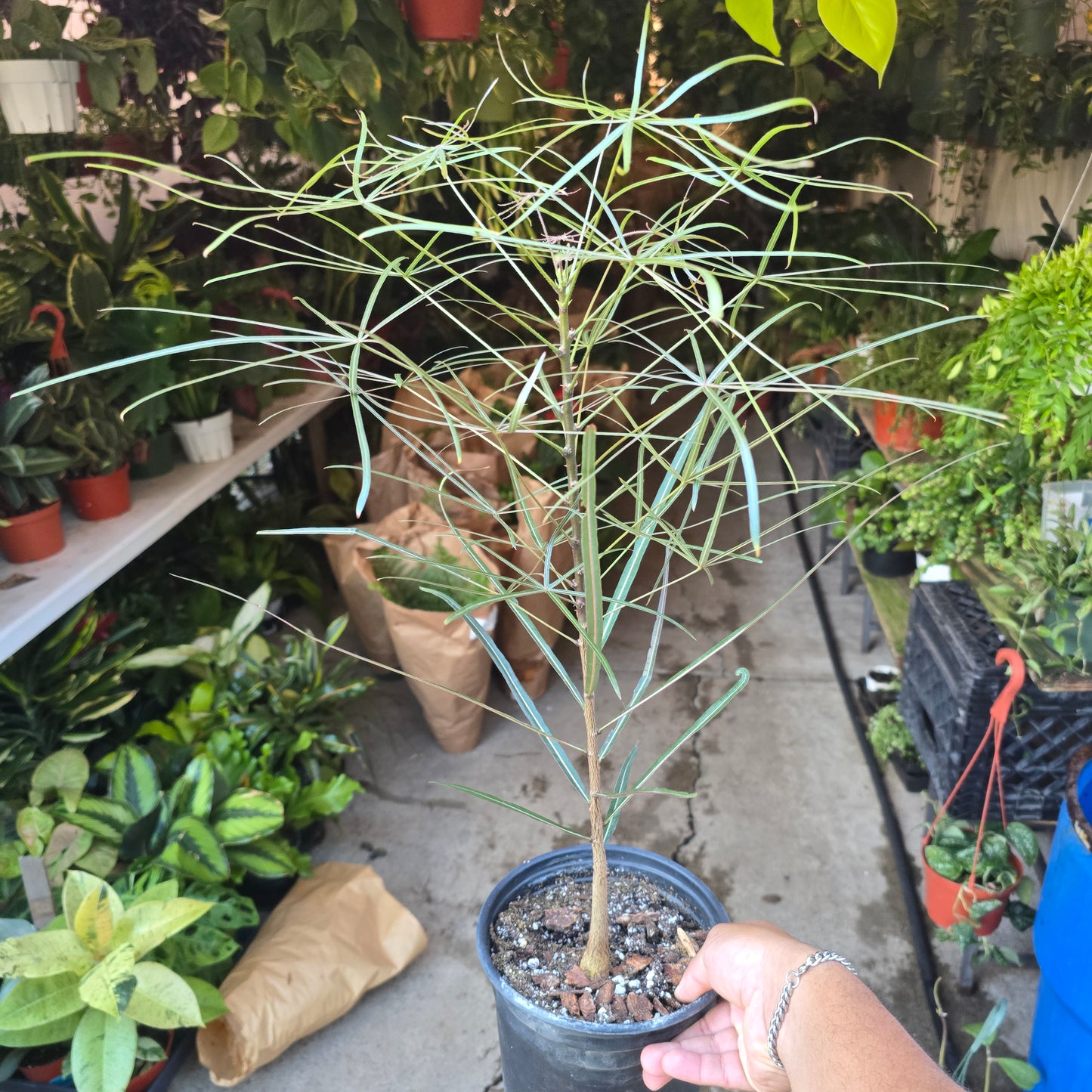Brachychiton australis in 1 gallon pot
