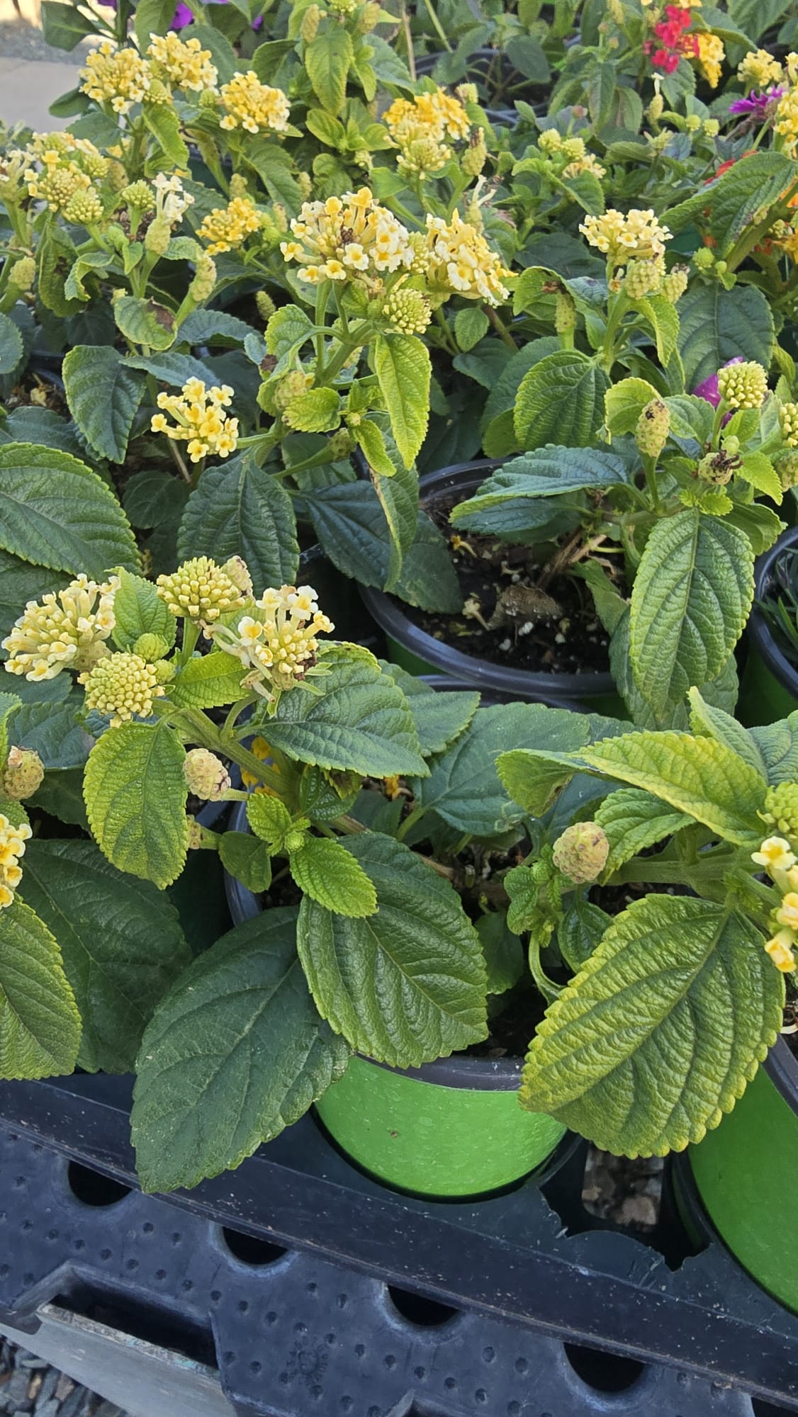Yellow West Indian Lantana in 5 inch pot