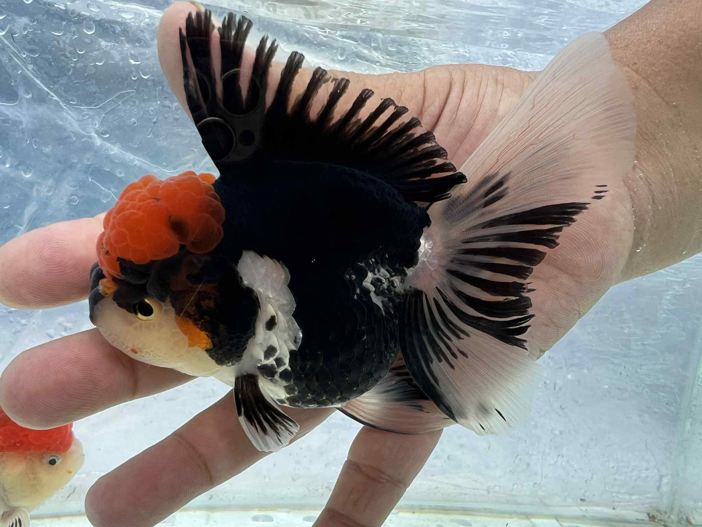 (ORA-09-AA/AAA) Tri Color Oranda Short Body High Quality Wholesale Bag - Pick Size and Quantity in Bag