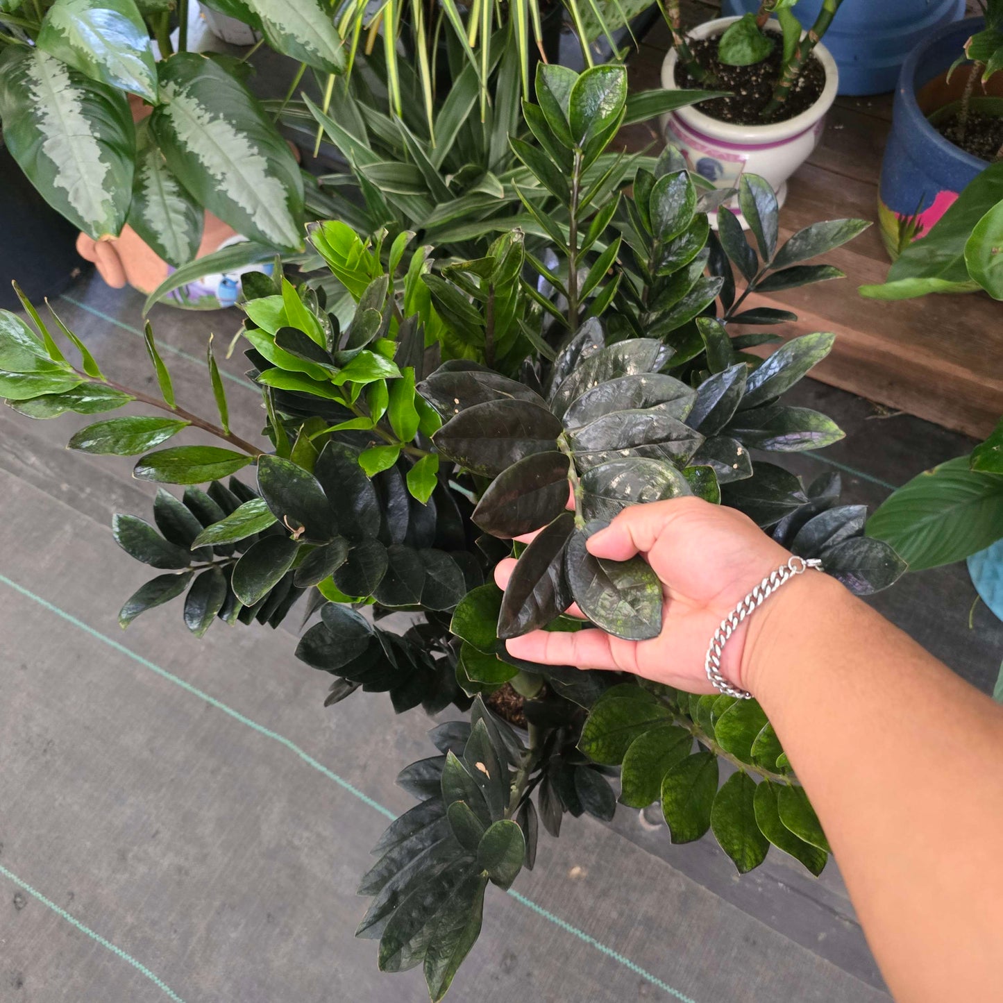 XL Black ZZ in 3 gallon pot 2.5-3 feet tall