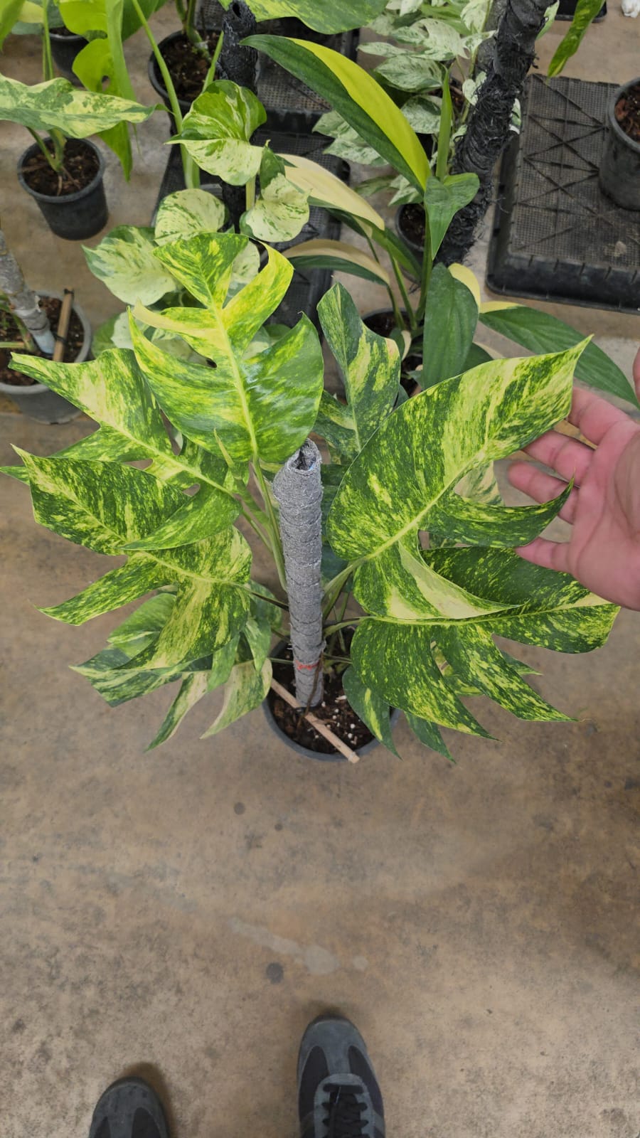 Epipremnum Flame Aurea root in moss 6+ leaves big plant