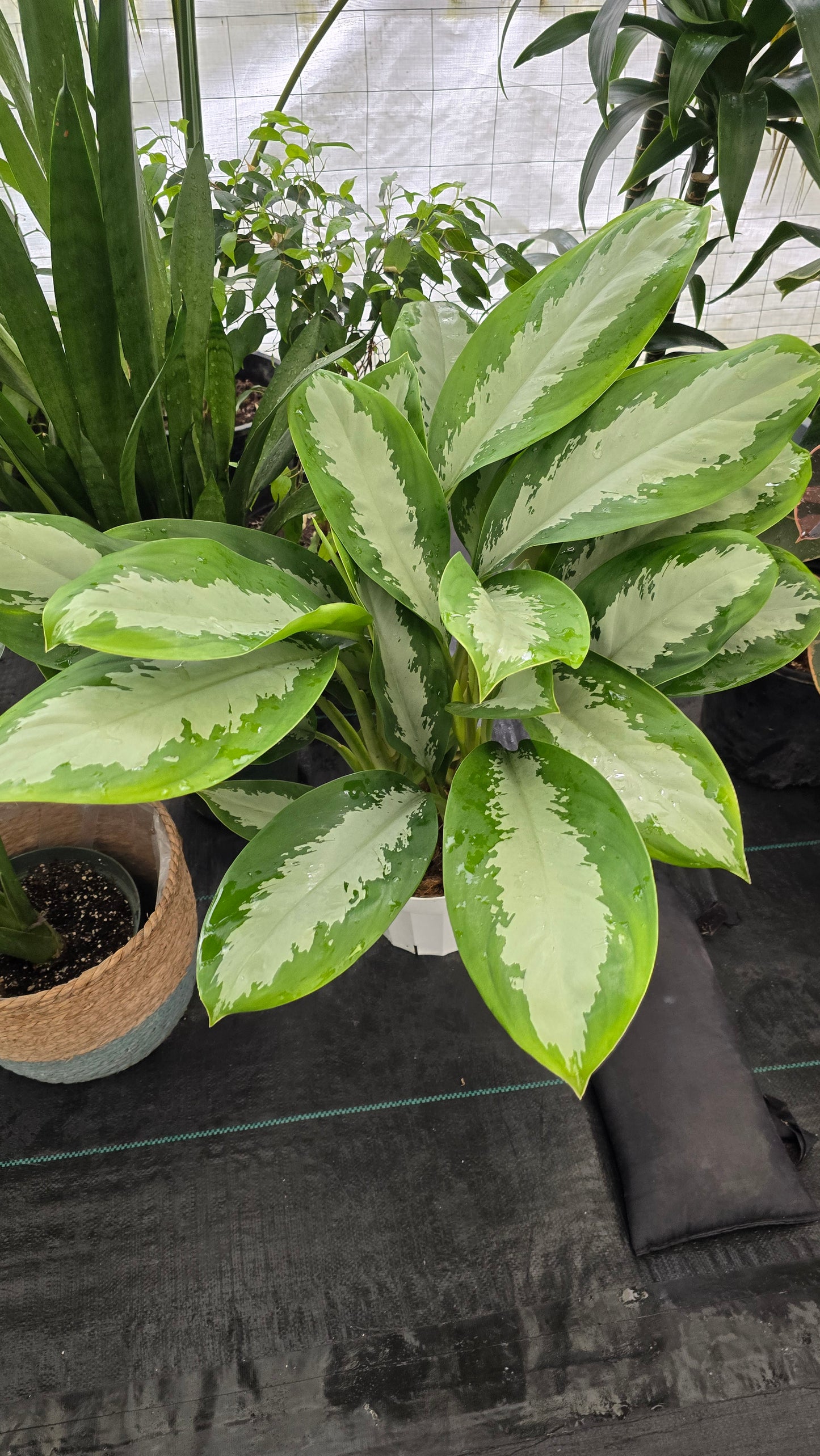 Silver Moon Aglaonema, in 8 inch pot Air-Purifying Indoor Plant