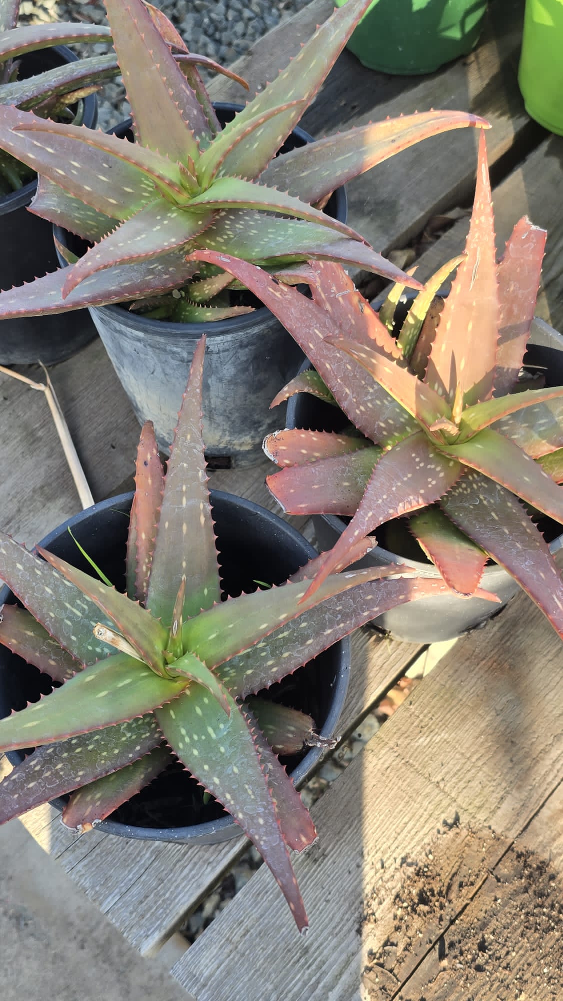 Aloe vera in 6 inch pot very Easy care indoor or outdoor