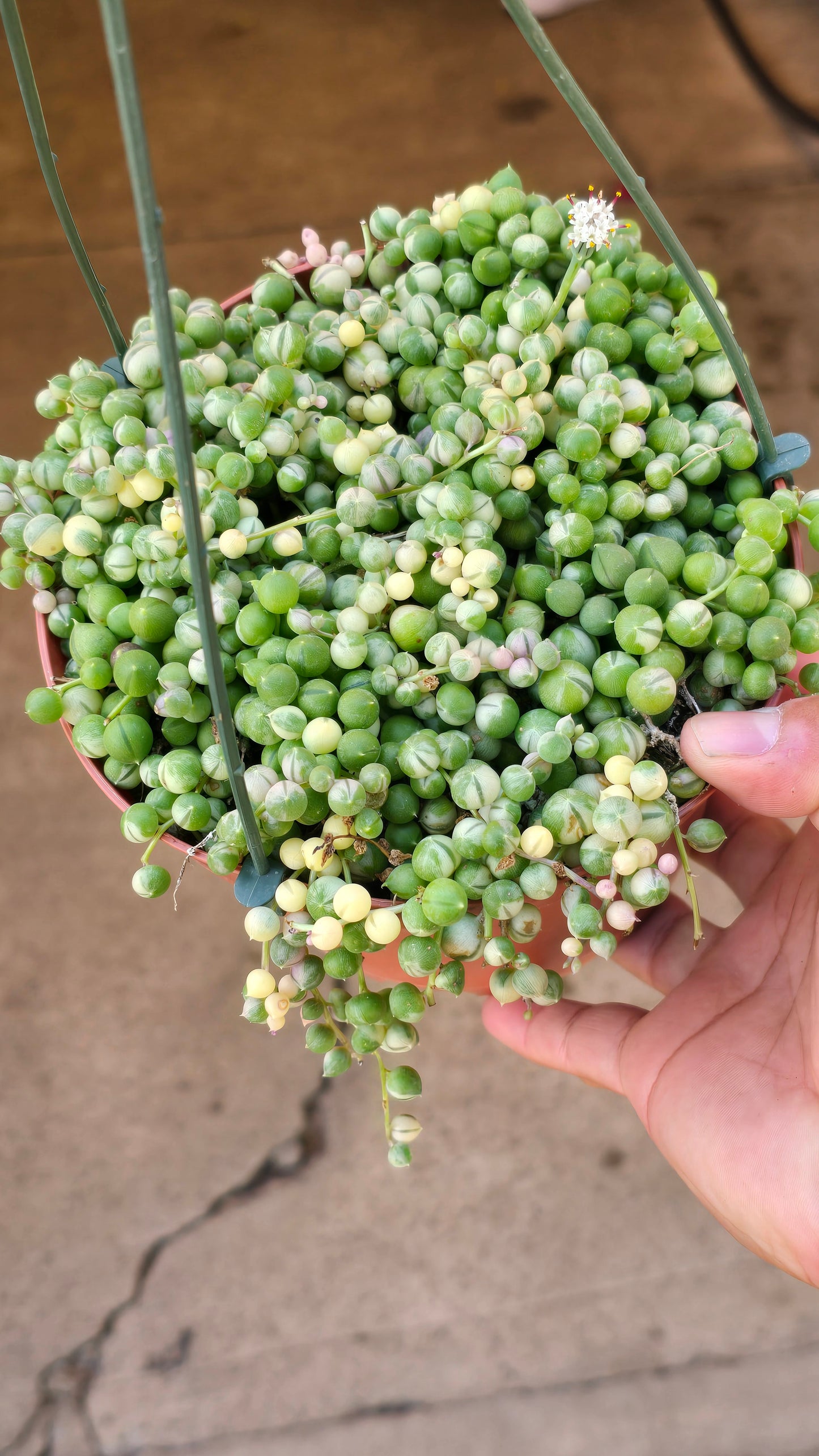 6 inch pot, Variegated String of Pearls - Succulent hanging plant - Get Similar