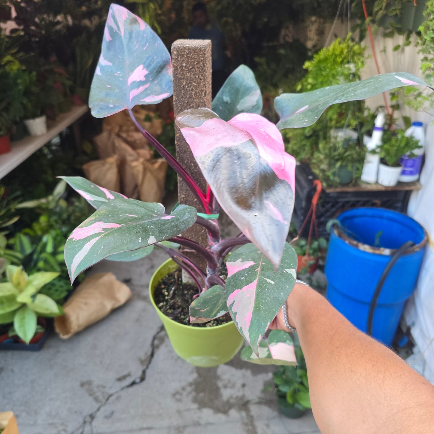 Philodendron 'Pink Princess Marble King' 6 inch pot Variegated Rare Plant- Get Similar