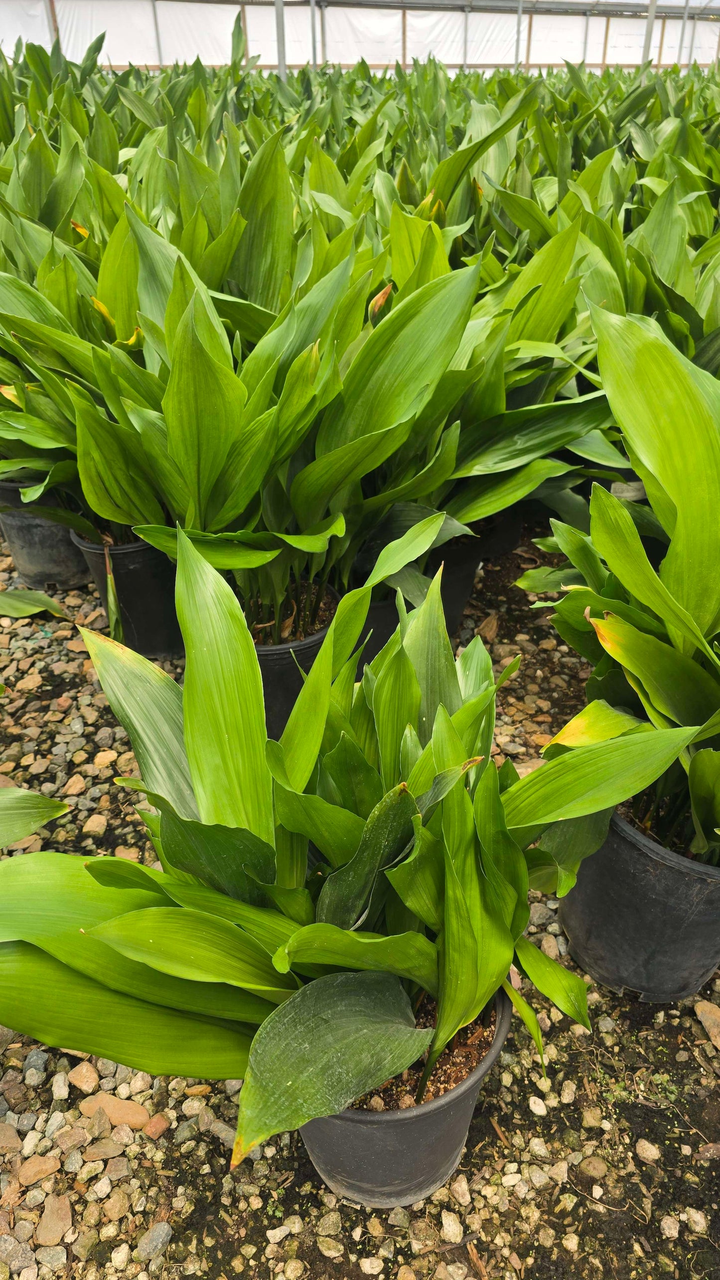 Cast Iron Plant (Aspidistra elatior) - Tough, Low-Light Houseplant in 5 gallon pot