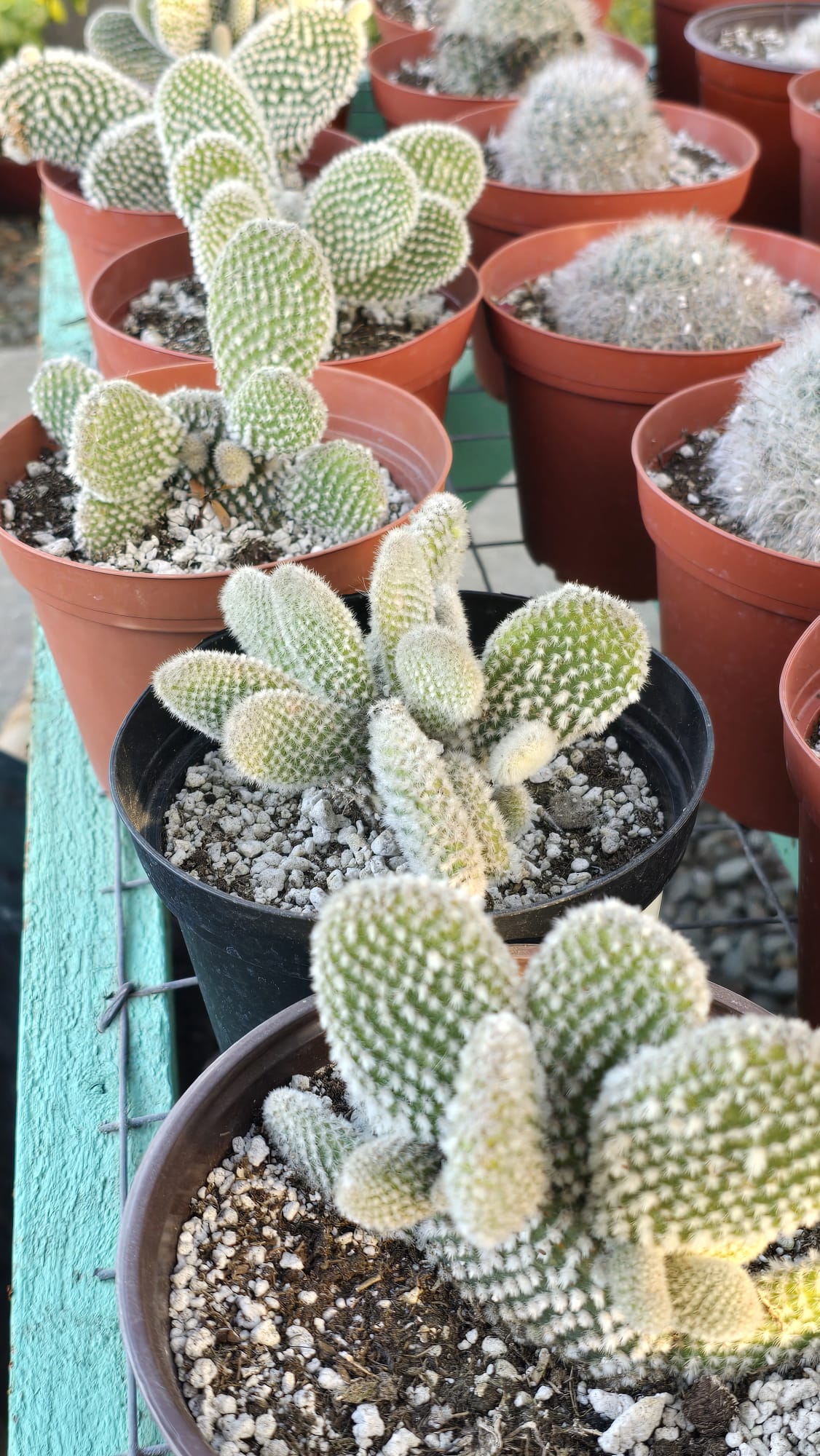 Bunny ears cactus Opuntia microdasys in 6 inch pot