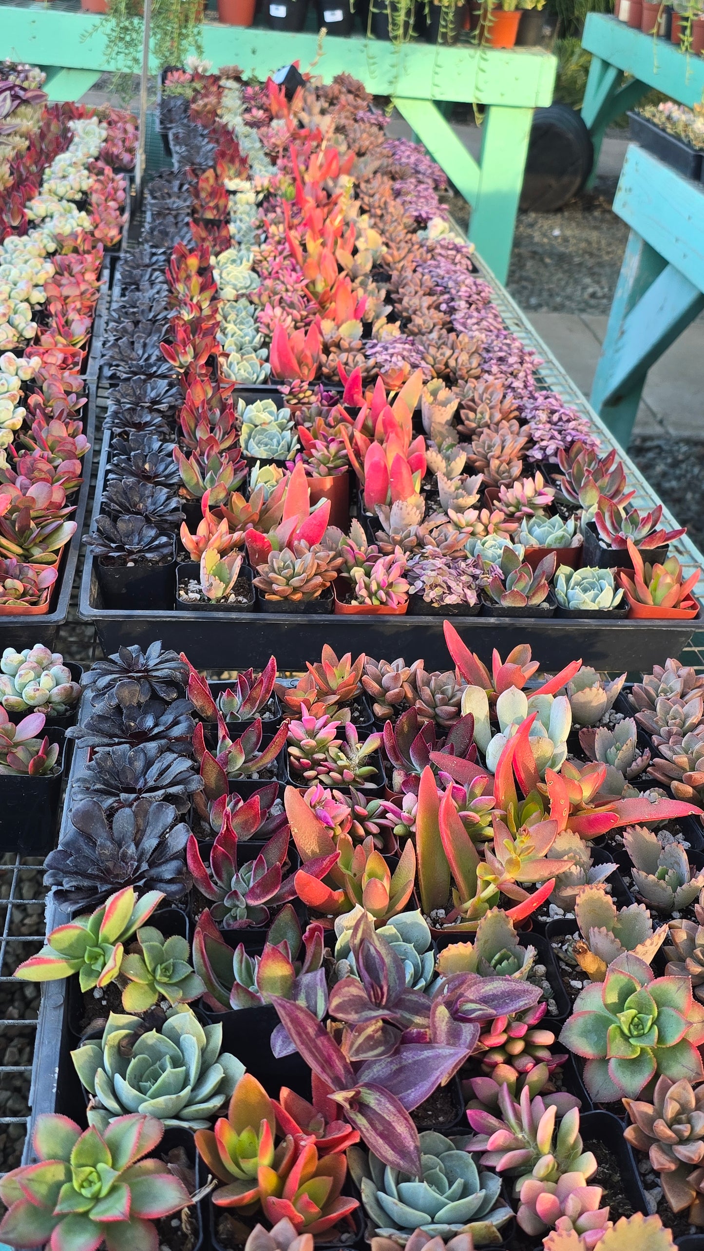 Bundles succulents 2 inch pot mix