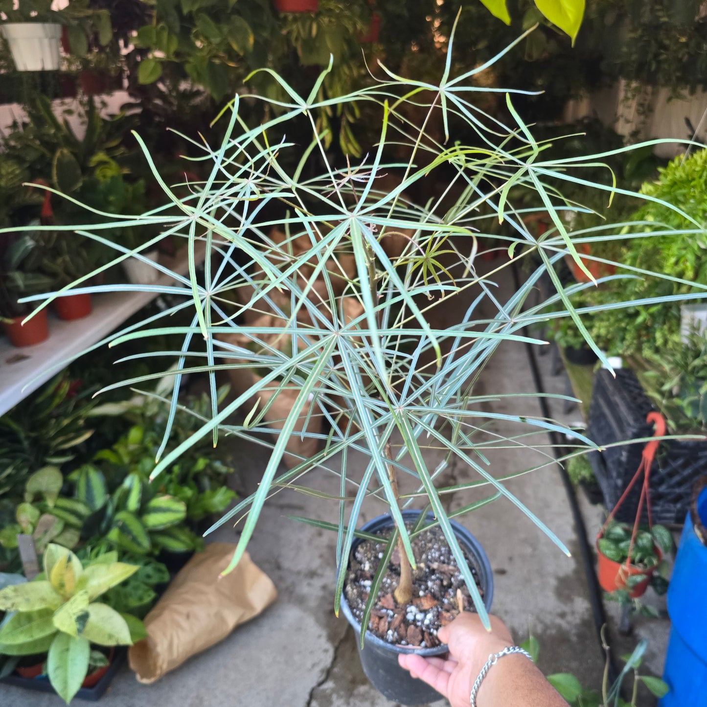Brachychiton australis in 1 gallon pot
