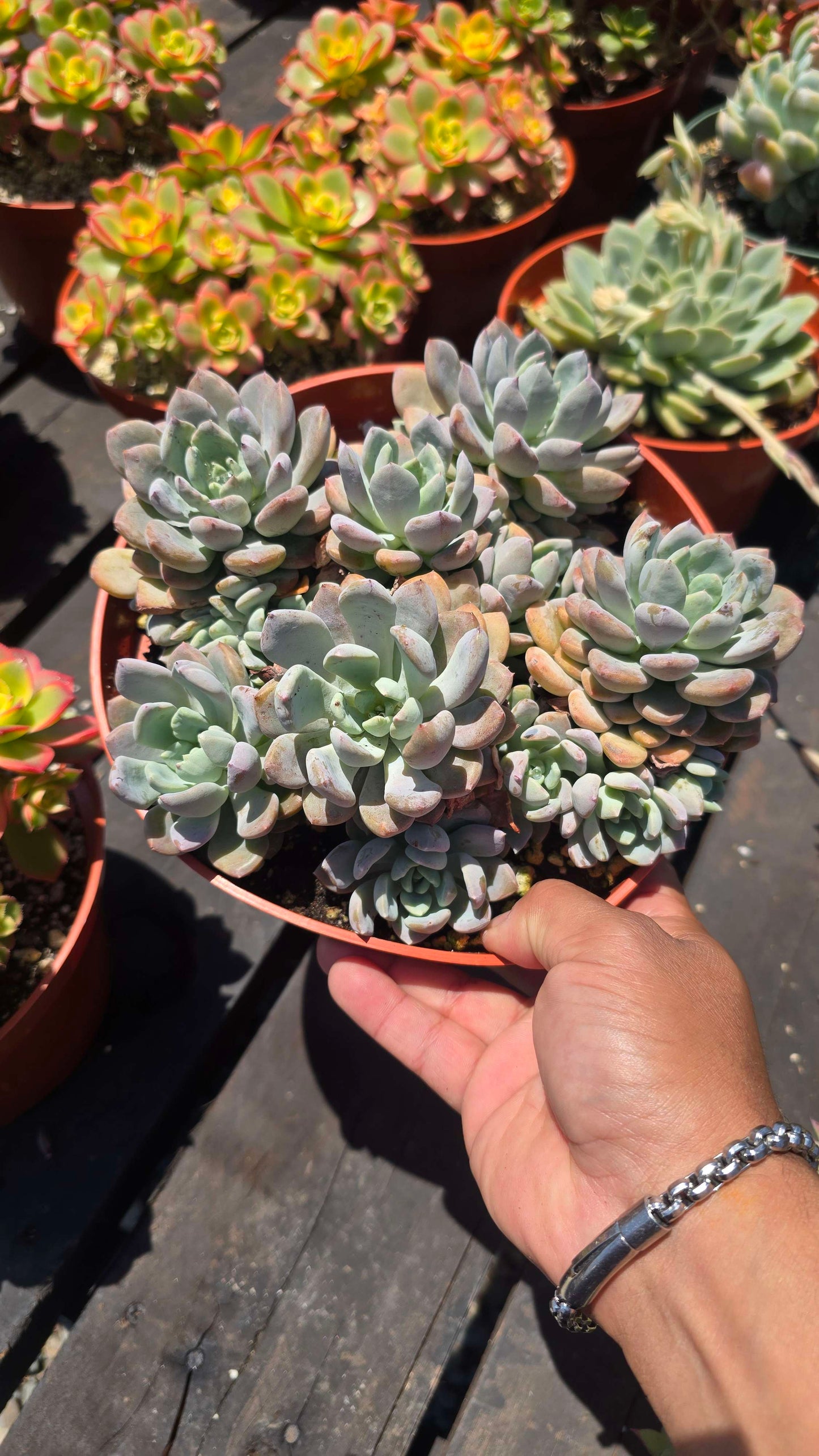 Echeveria Prolifica Succulent Fast-Spreading Rosette | Rare Clumping Succulent | Easy to Grow | Live Plant