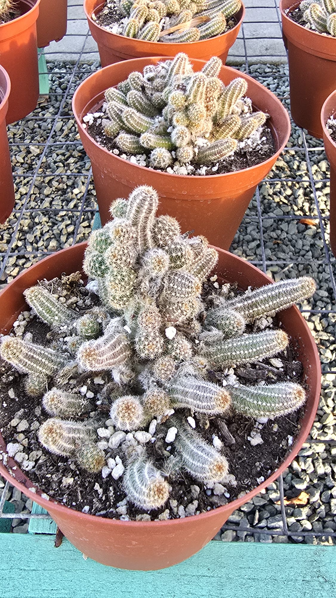 Chamaecereus silvestrii in 6 inch pot