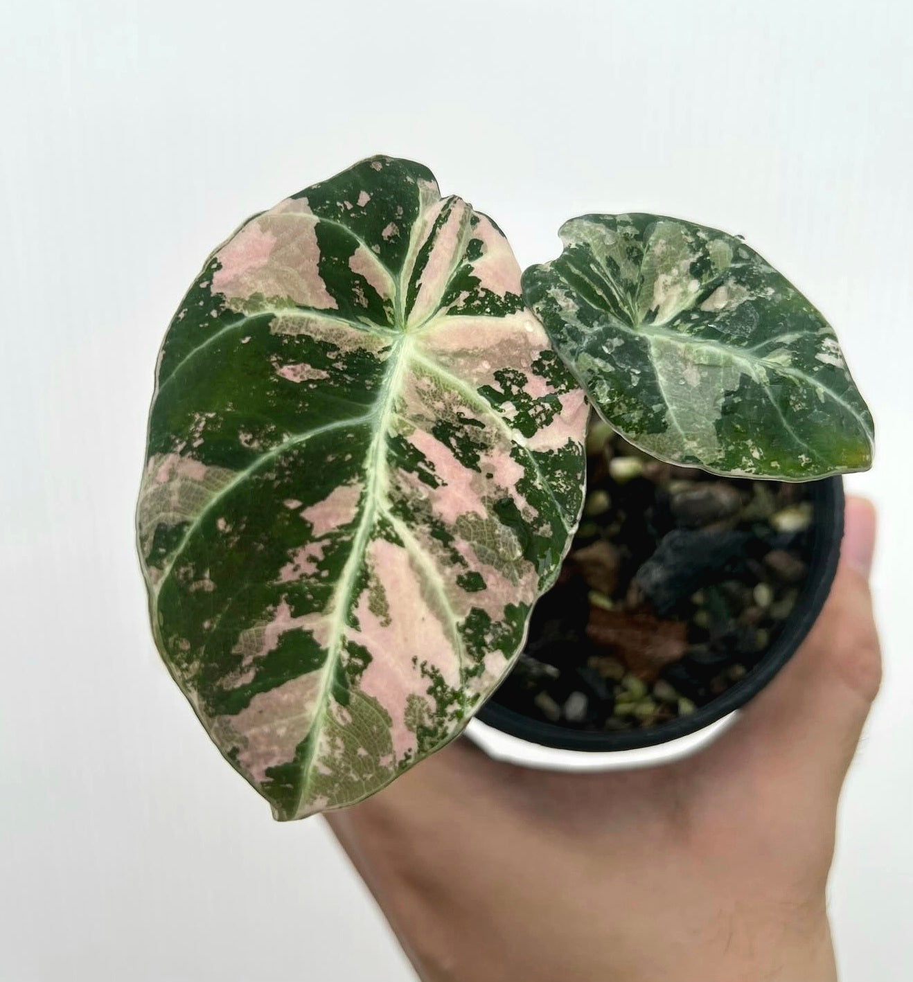 Root in moss 3+ leaves - Alocasia 'Black Velvet Ninja Splash' Variegated Rare Plant- Get Similar