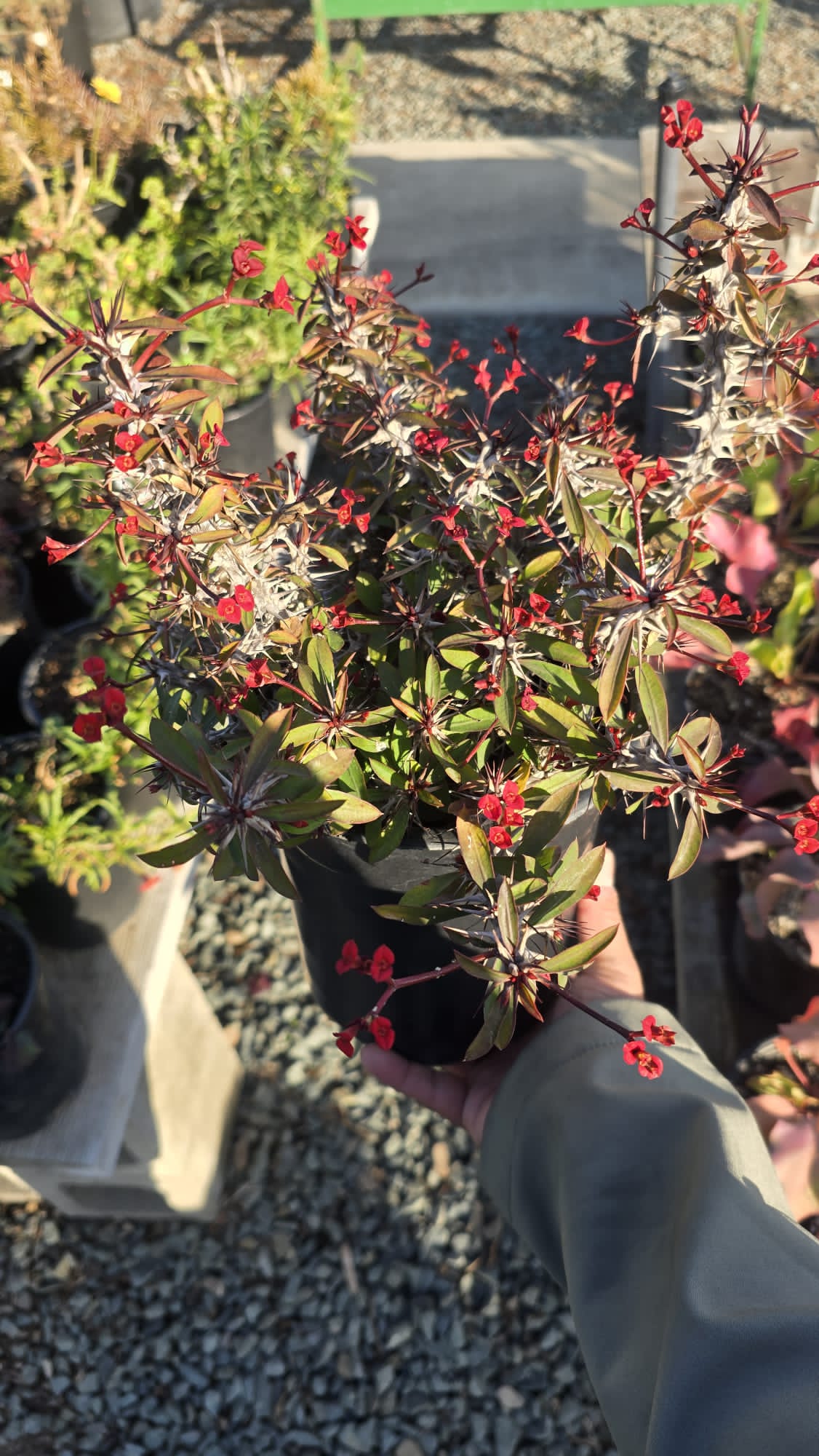 Red Crown-of-thorns Euphorbia milii, Christ Plant in 1 gallon pot