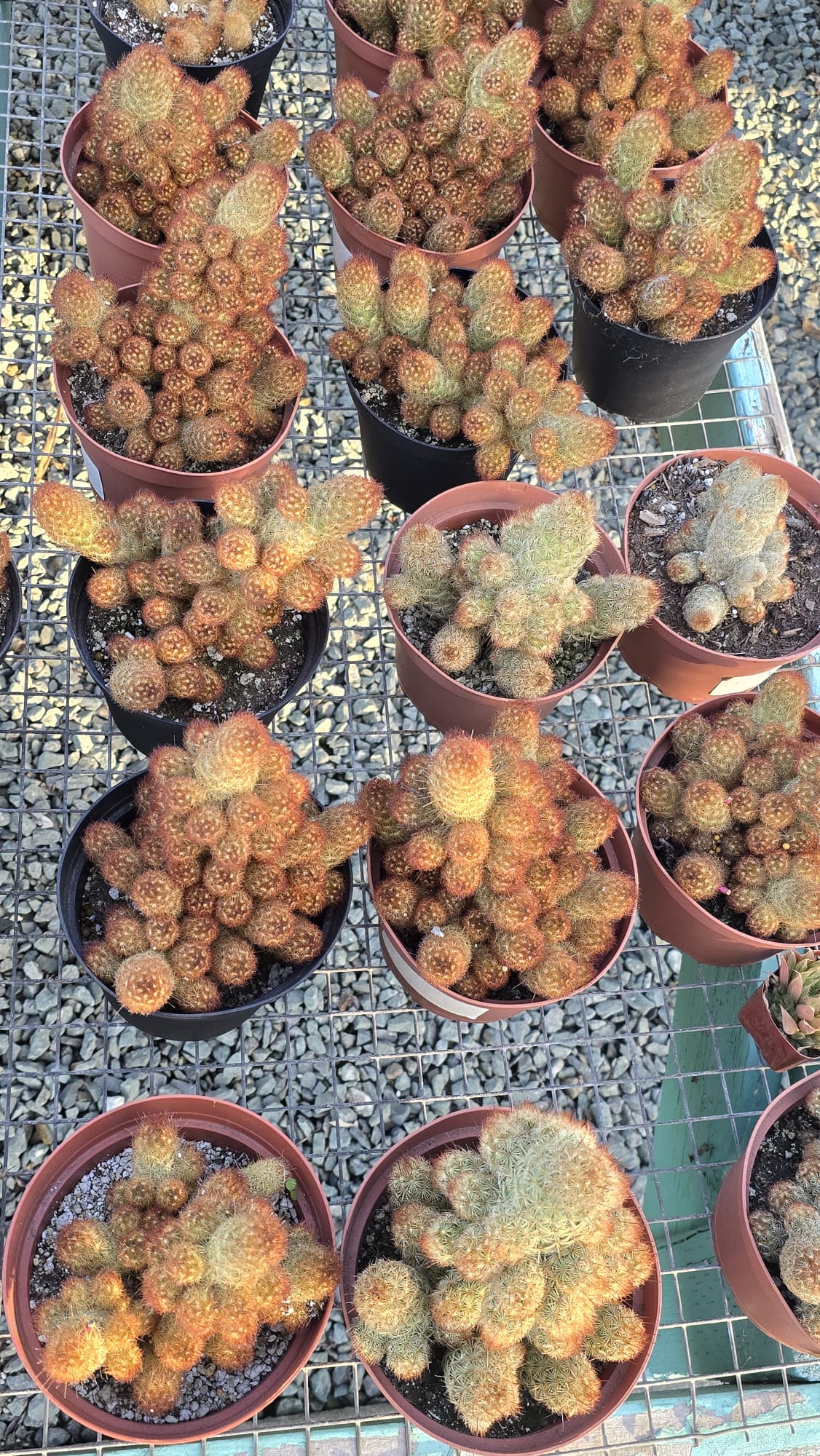 Mammillaria elongata Cactus easy care in 4 inch pot