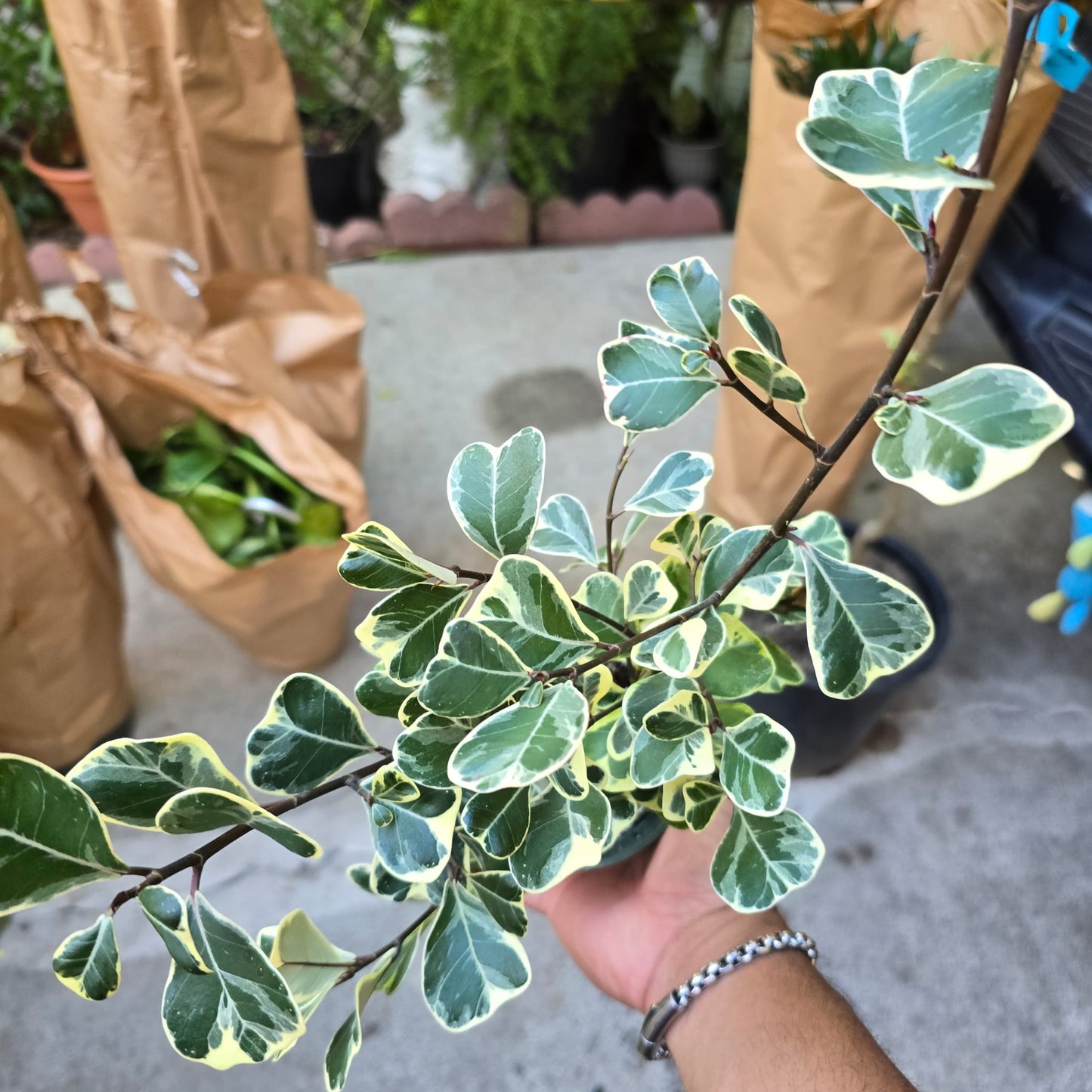 Ficus triangularis 'variegated'in 4 inch pot