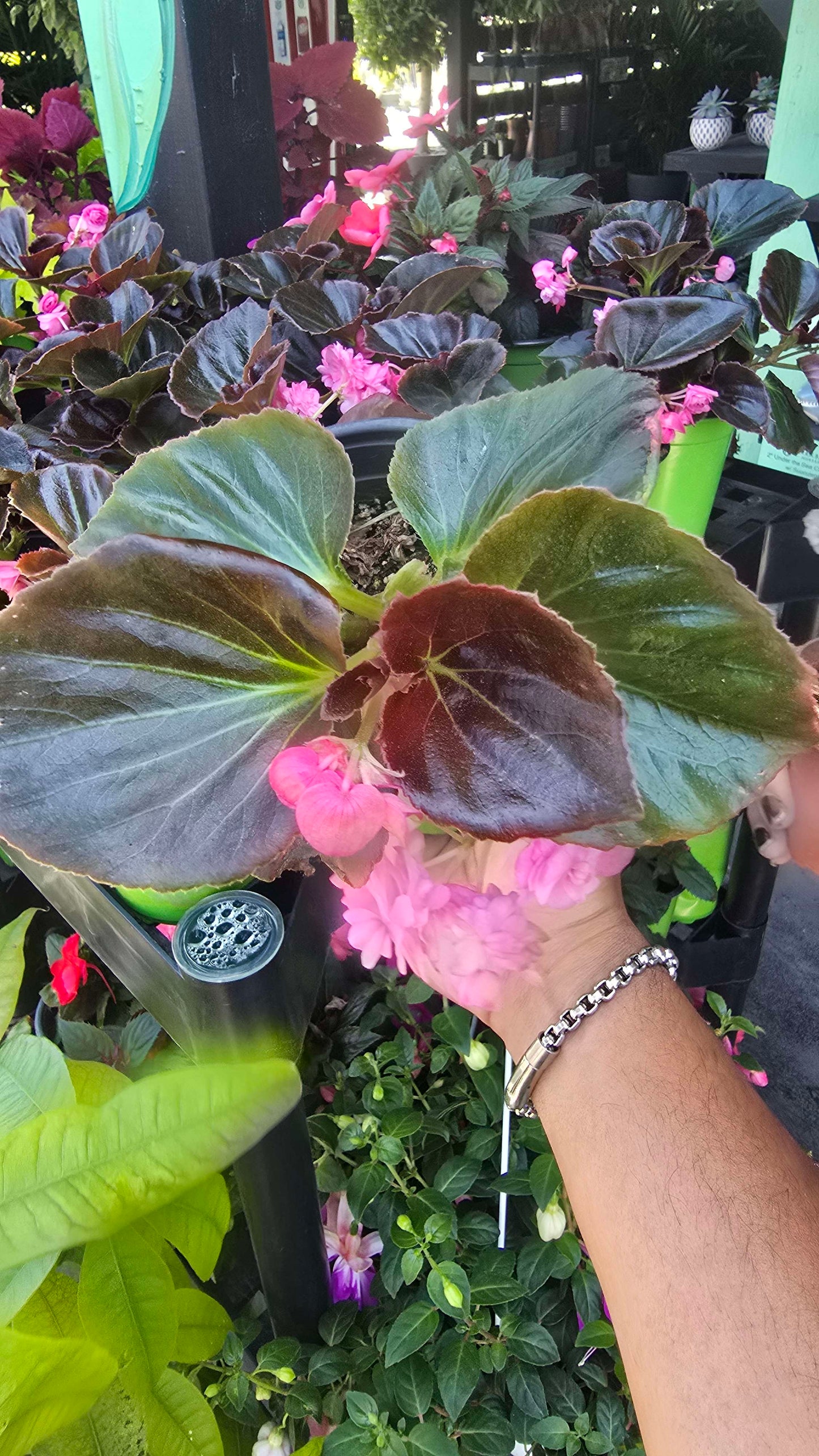 Wax Begonia (Begonia semperflorens) in 5 inch pot