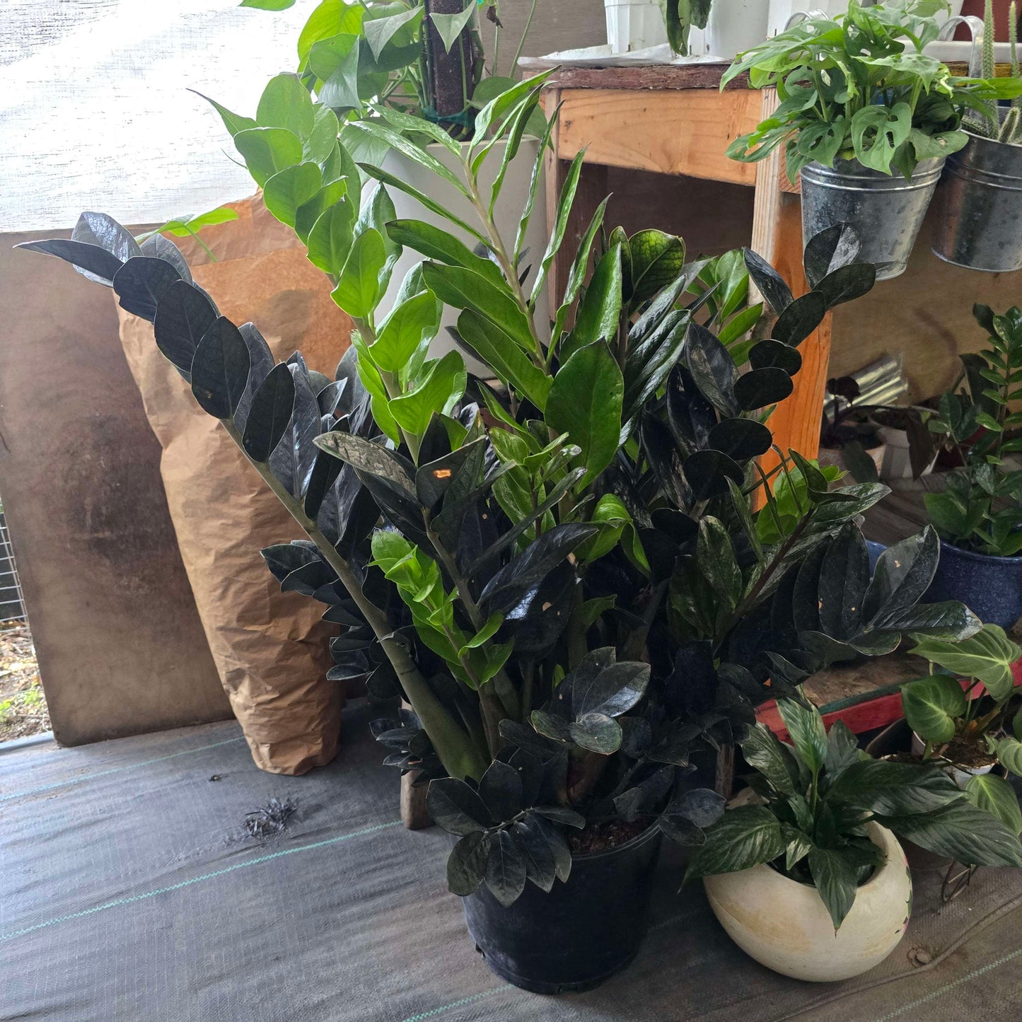 XL Black ZZ in 3 gallon pot 2.5-3 feet tall