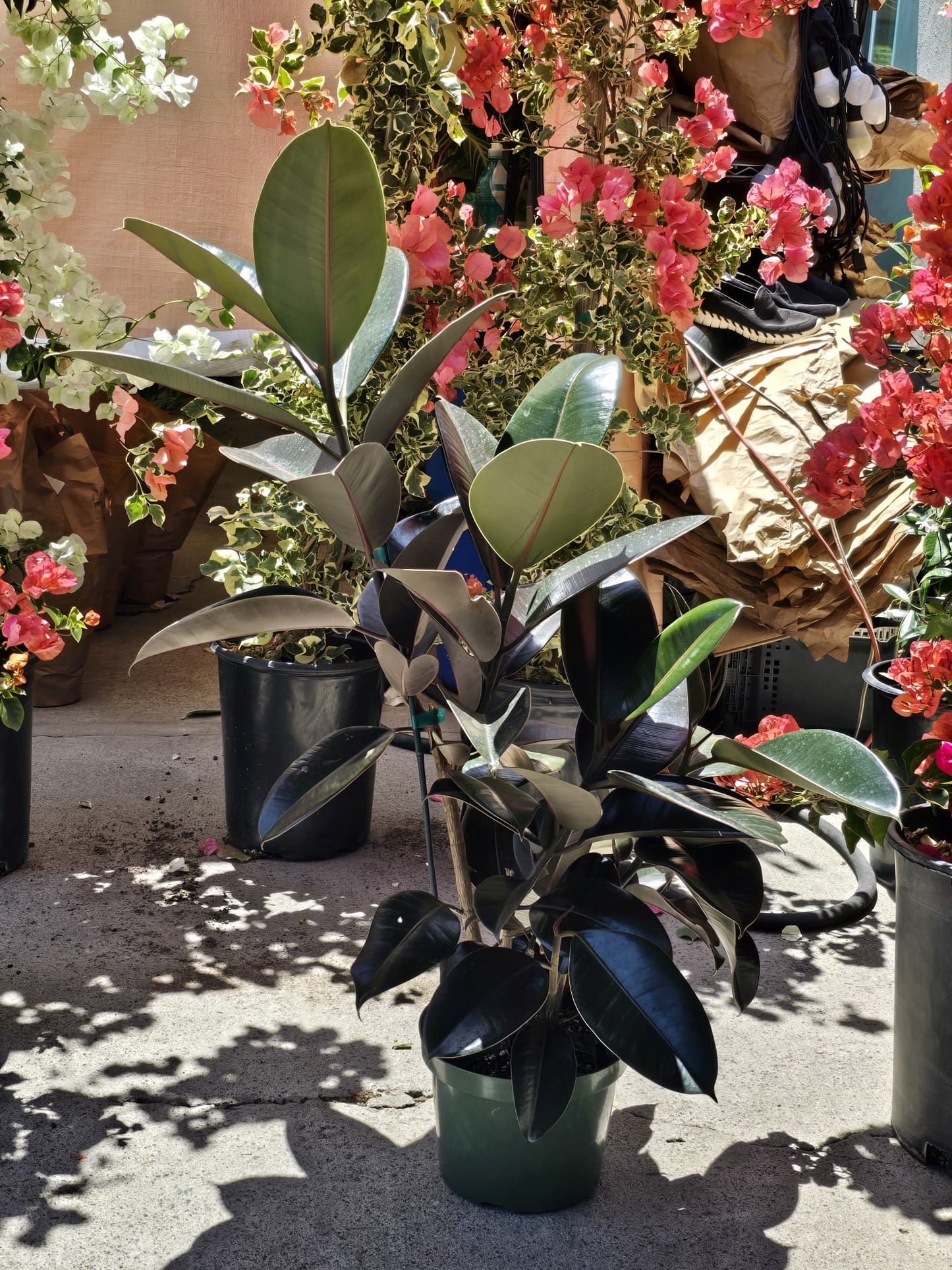 Cabernet Rubber Tree in 8 inch pot 2.5 ft tall