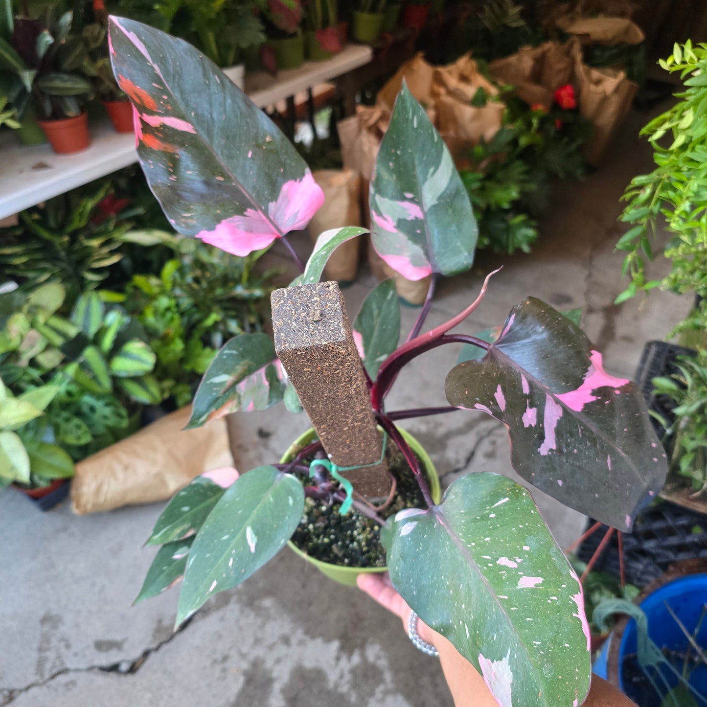 Philodendron 'Pink Princess Marble King' 6 inch pot Variegated Rare Plant- Get Similar