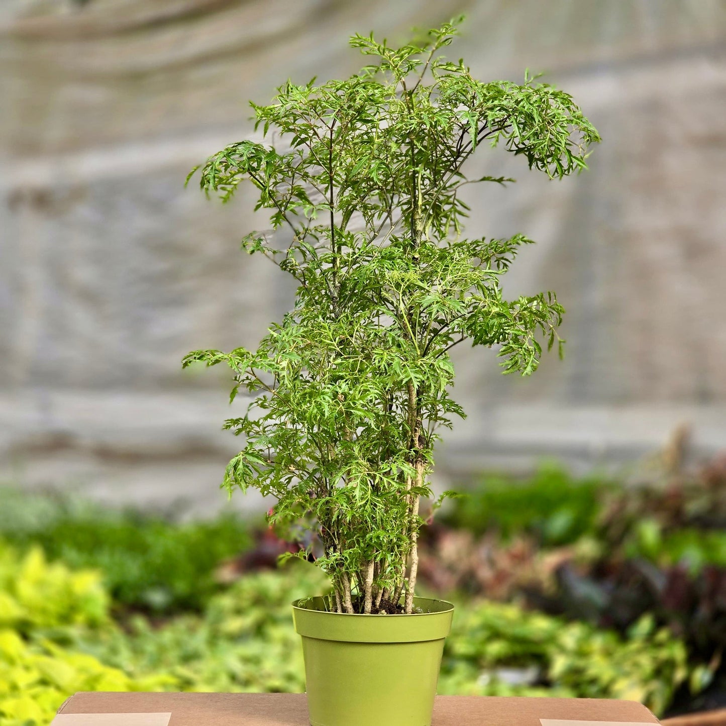 Dwarf Ming Aralia Tree, Mini Bonsai, 8 Inch Pot, Live Houseplant Perfect for Home & Garden- Get similar to picture