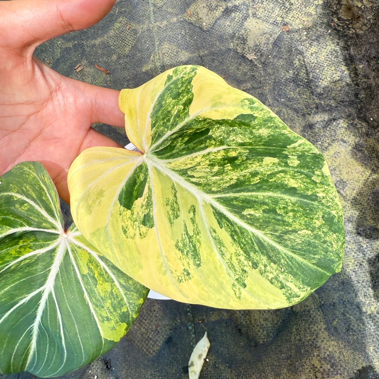 Glorosium Variegated Roots in Moss - Rare, get Similar