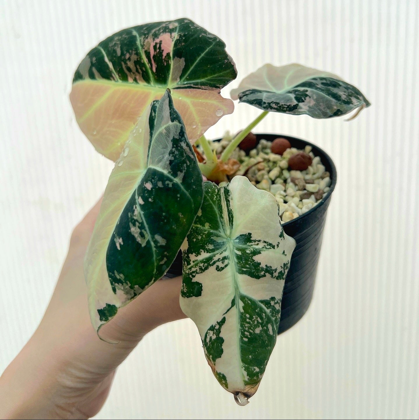 Alocasia 'Black Velvet' Variegated Rare Plant- Get Similar, roots in moss