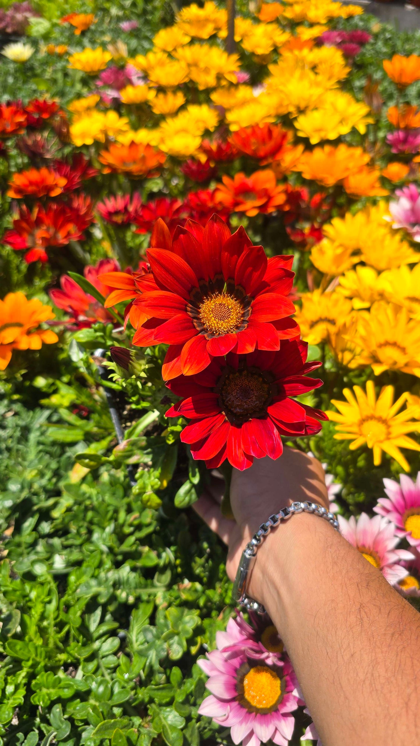 Gazania flowers Deep Orange, also known as Treasure Flowers or African Daisies 6 set of 4 inch pot