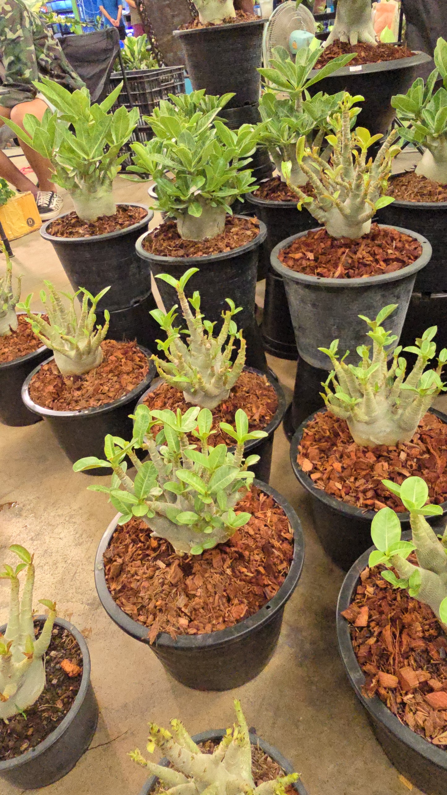 Adenium arabicum root in moss