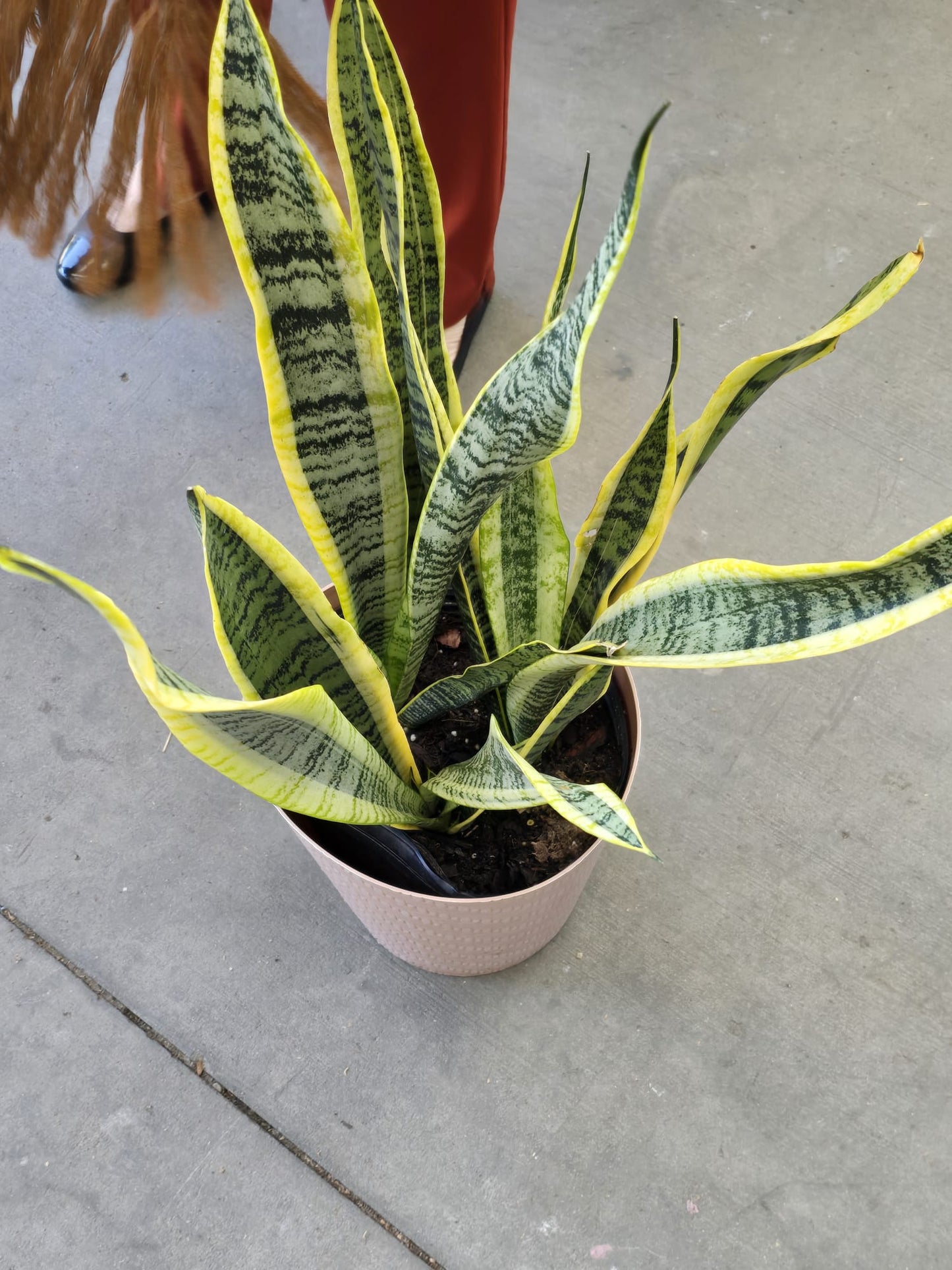 Dracaena trifasciata, also known as the snake plant in 8 inch pot