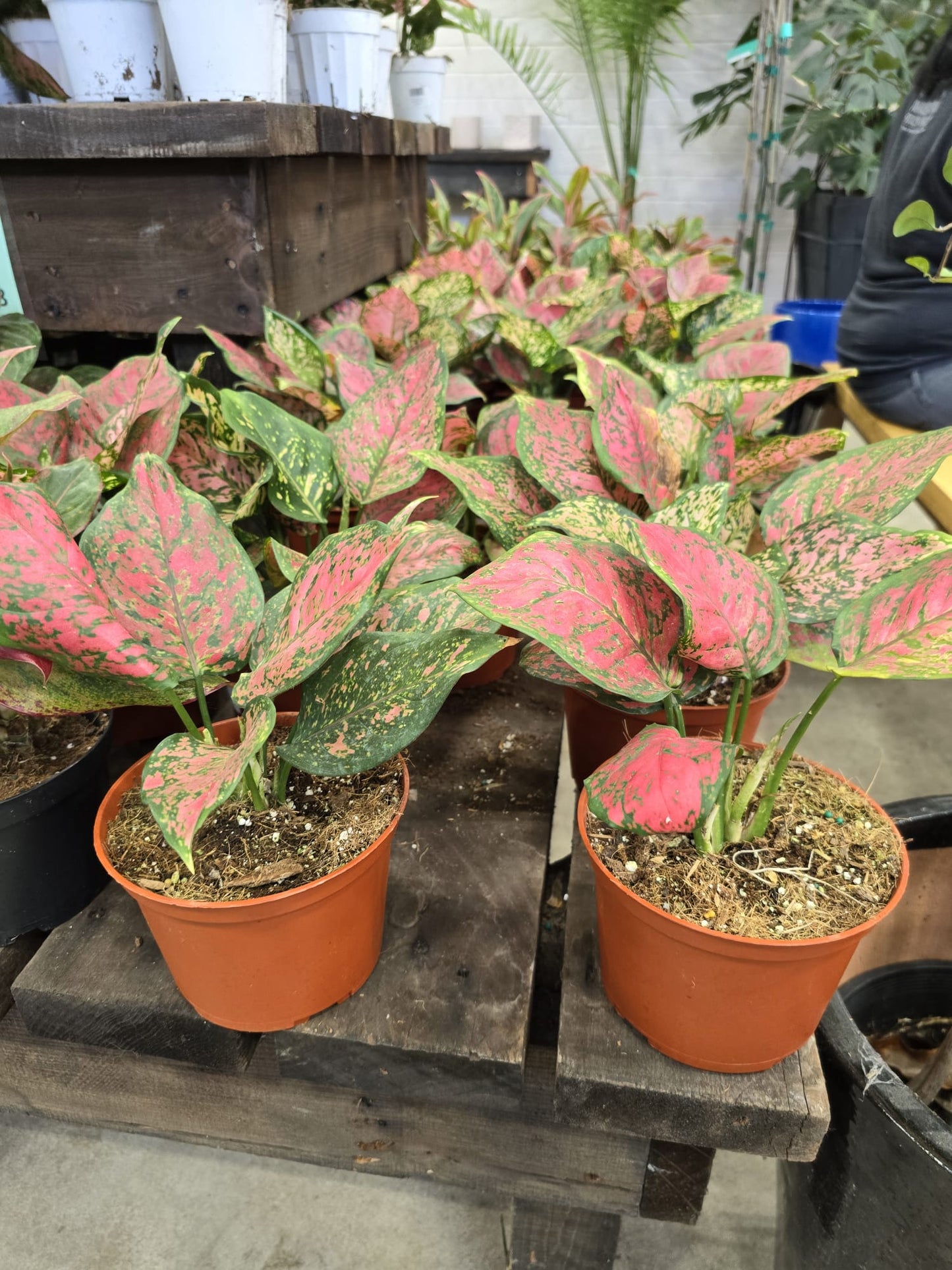 Aglaonema Ruby Chinese Evergreen in 6 inch pot