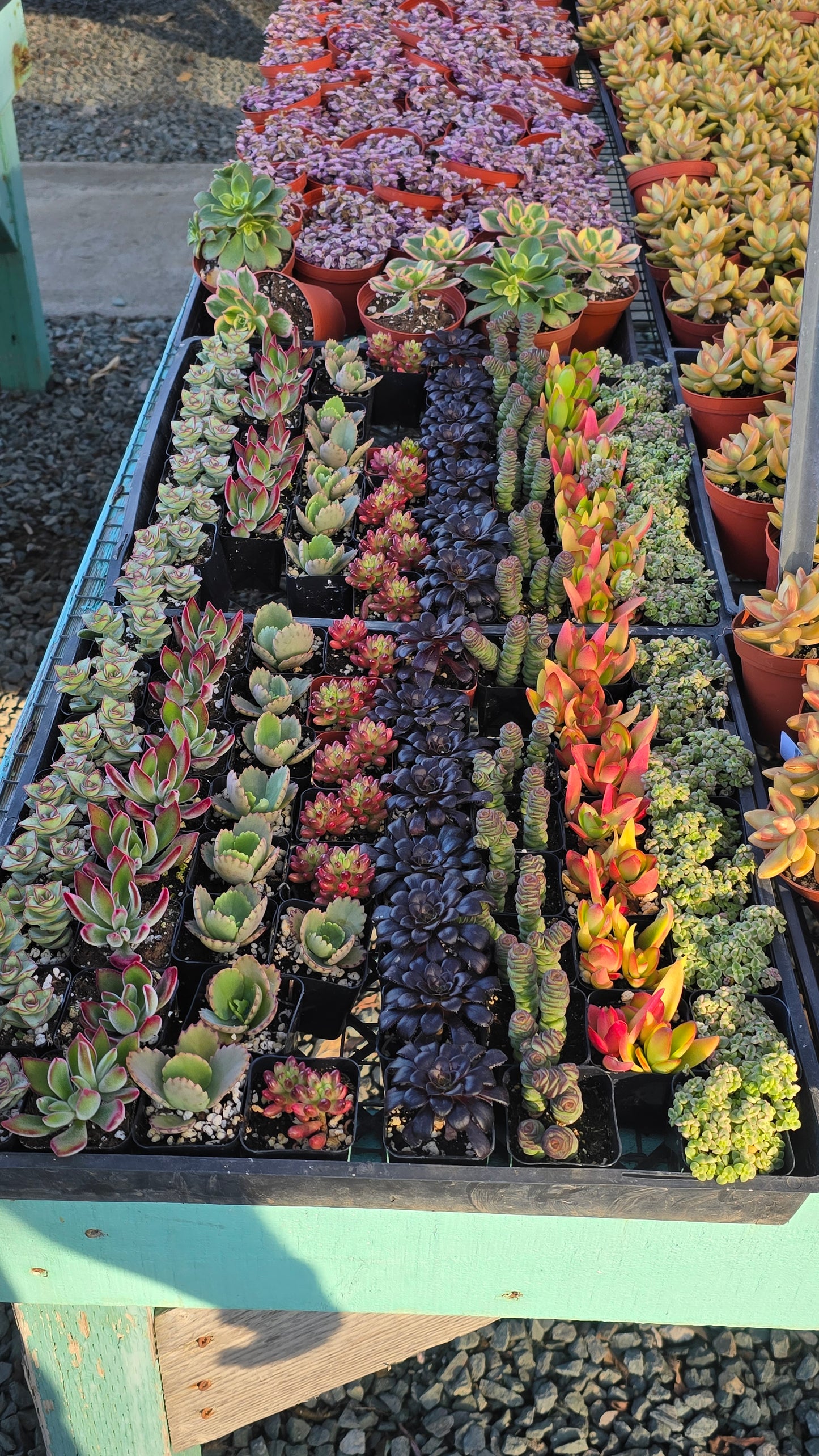 Bundles succulents 2 inch pot mix