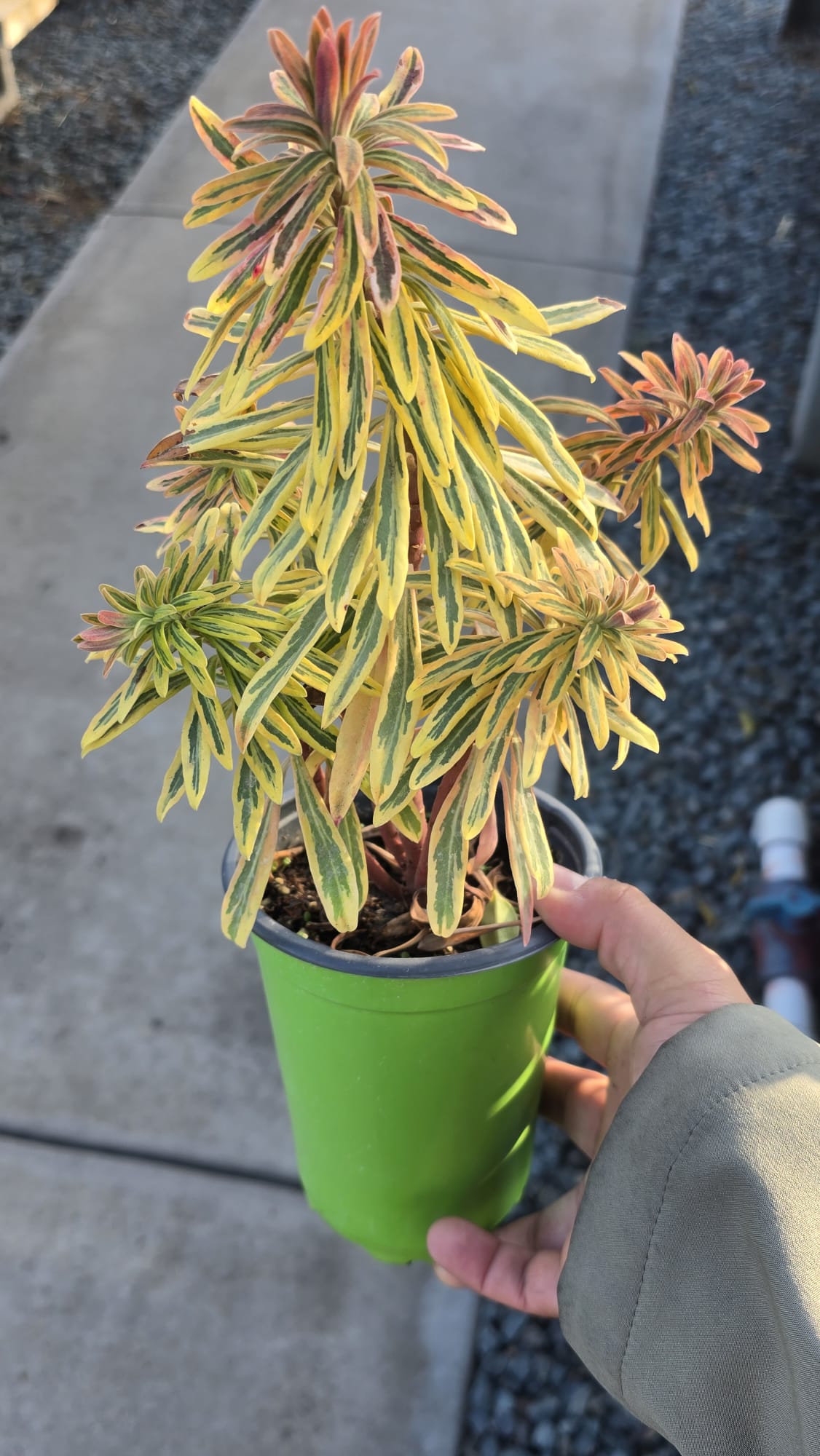 Ascot Rainbow Euphorbia x martinii in 5 inch pot
