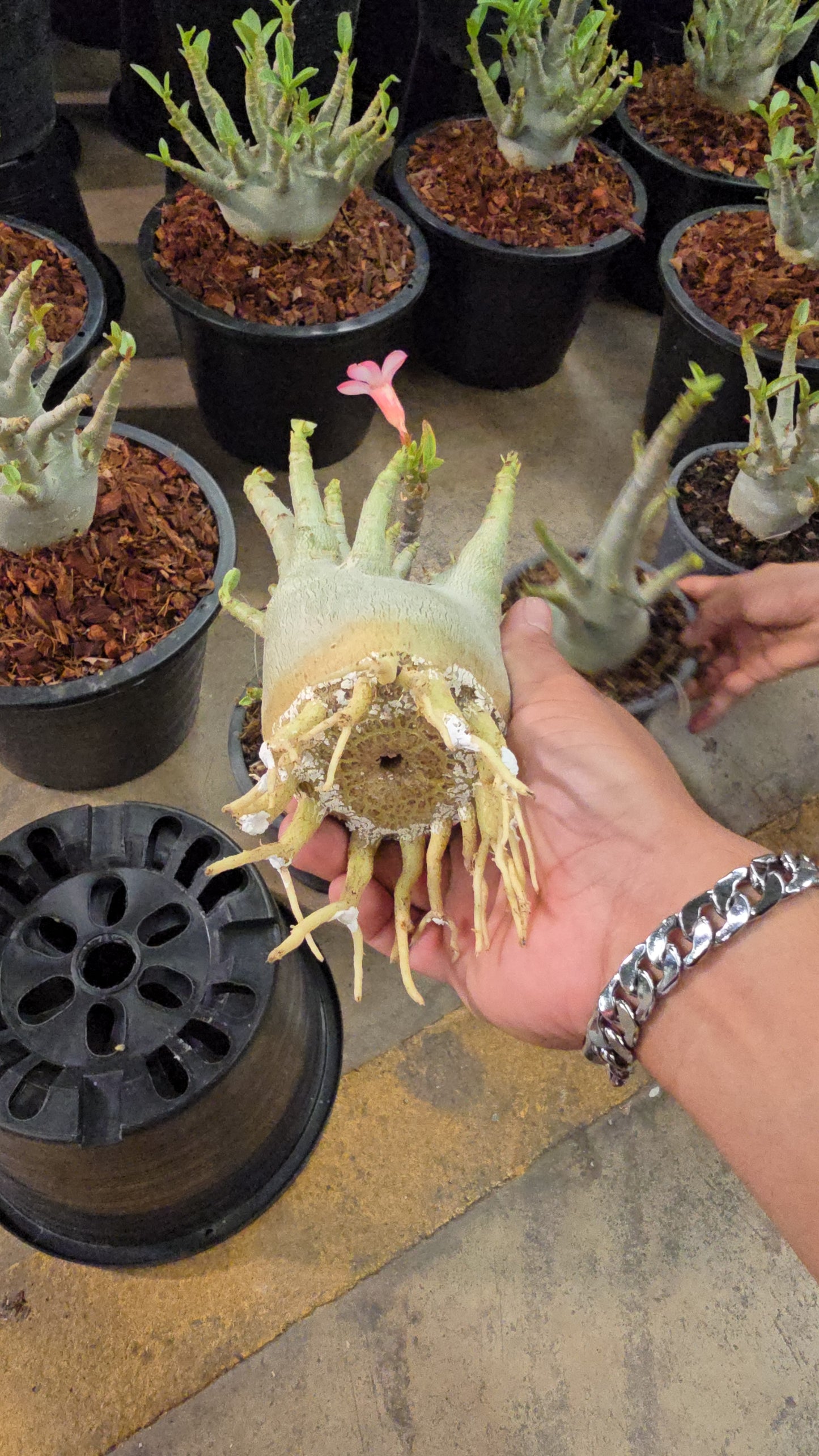 Adenium arabicum root in moss