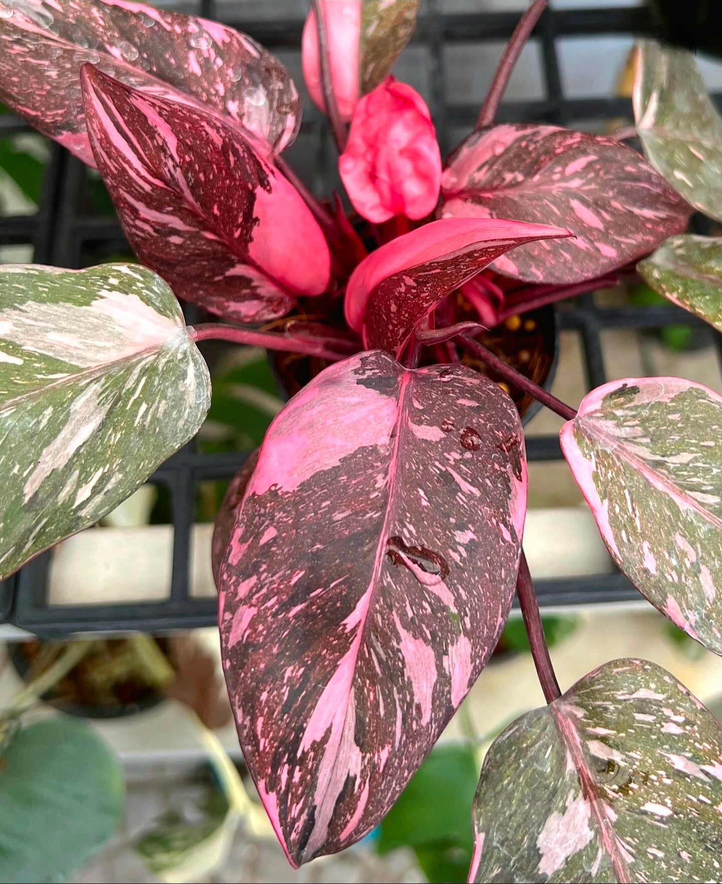 Philodendron 'Pink Princess Galaxy' Variegated Rare Plant- Get Similar Roots in moss