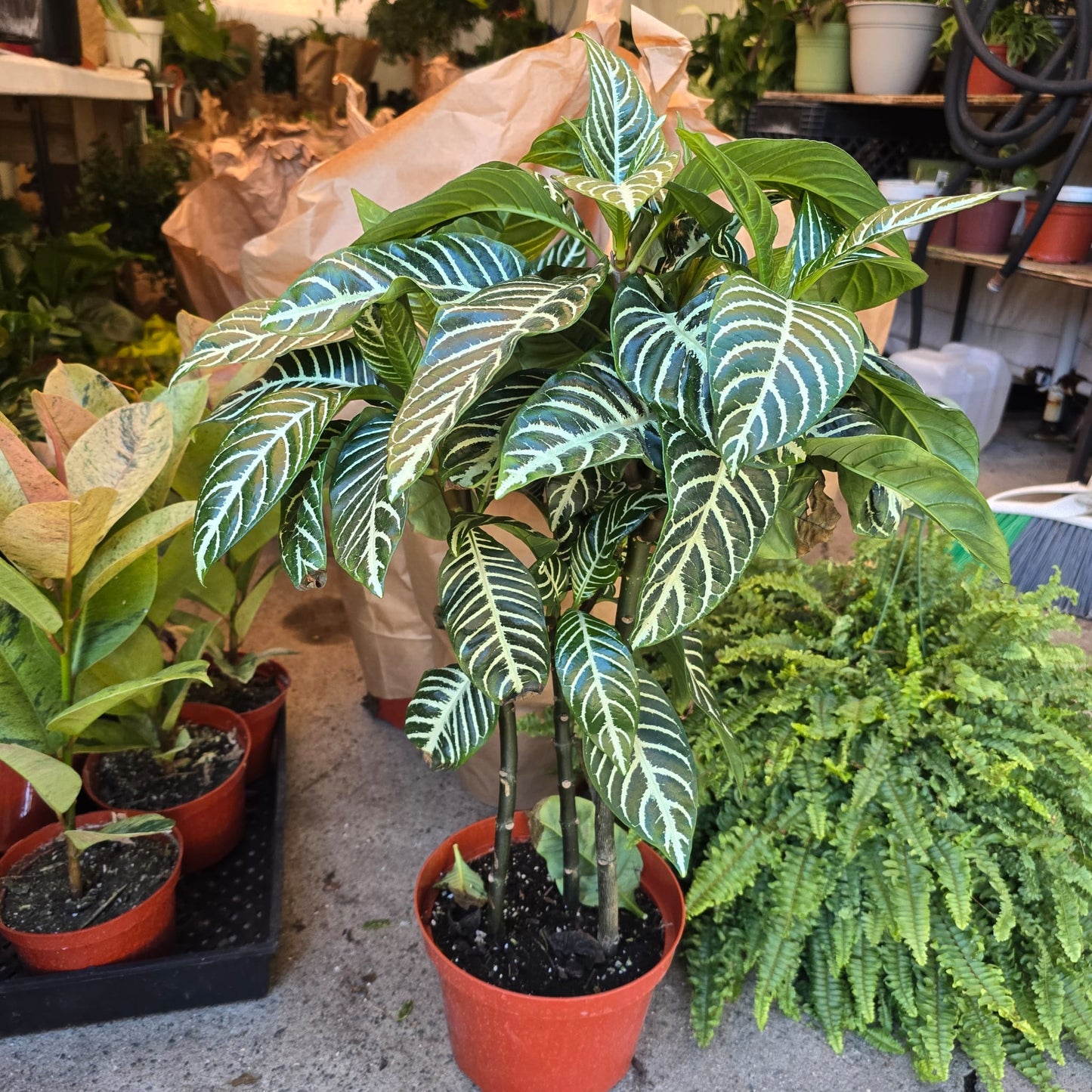 Zebra-plant indoor elegant plant in 6 inch pot