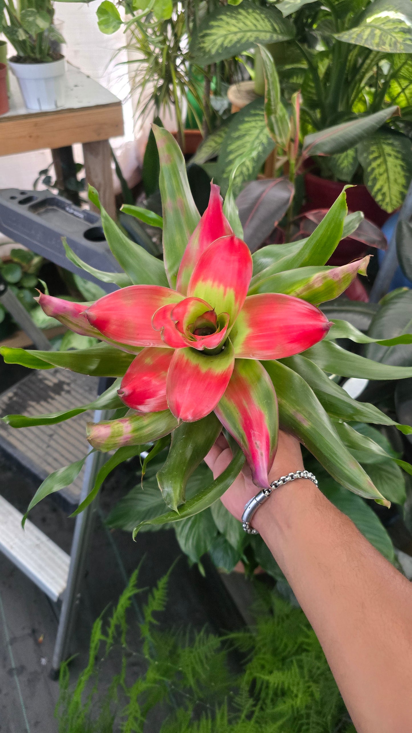 6 inch Pot - XL Live Plant Bromeliad Neoregelia (Medusa) Get similar to the picture
