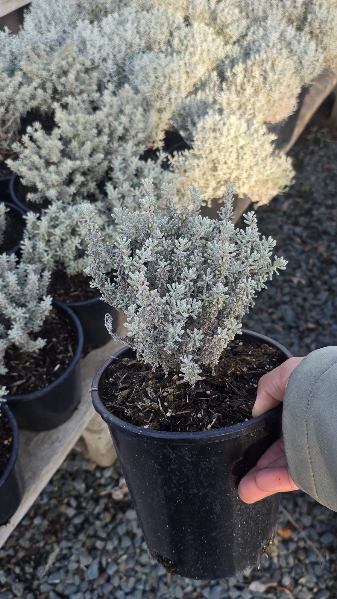 Lavender-cotton Santolina chamaecyparissus in 1 gallon pot