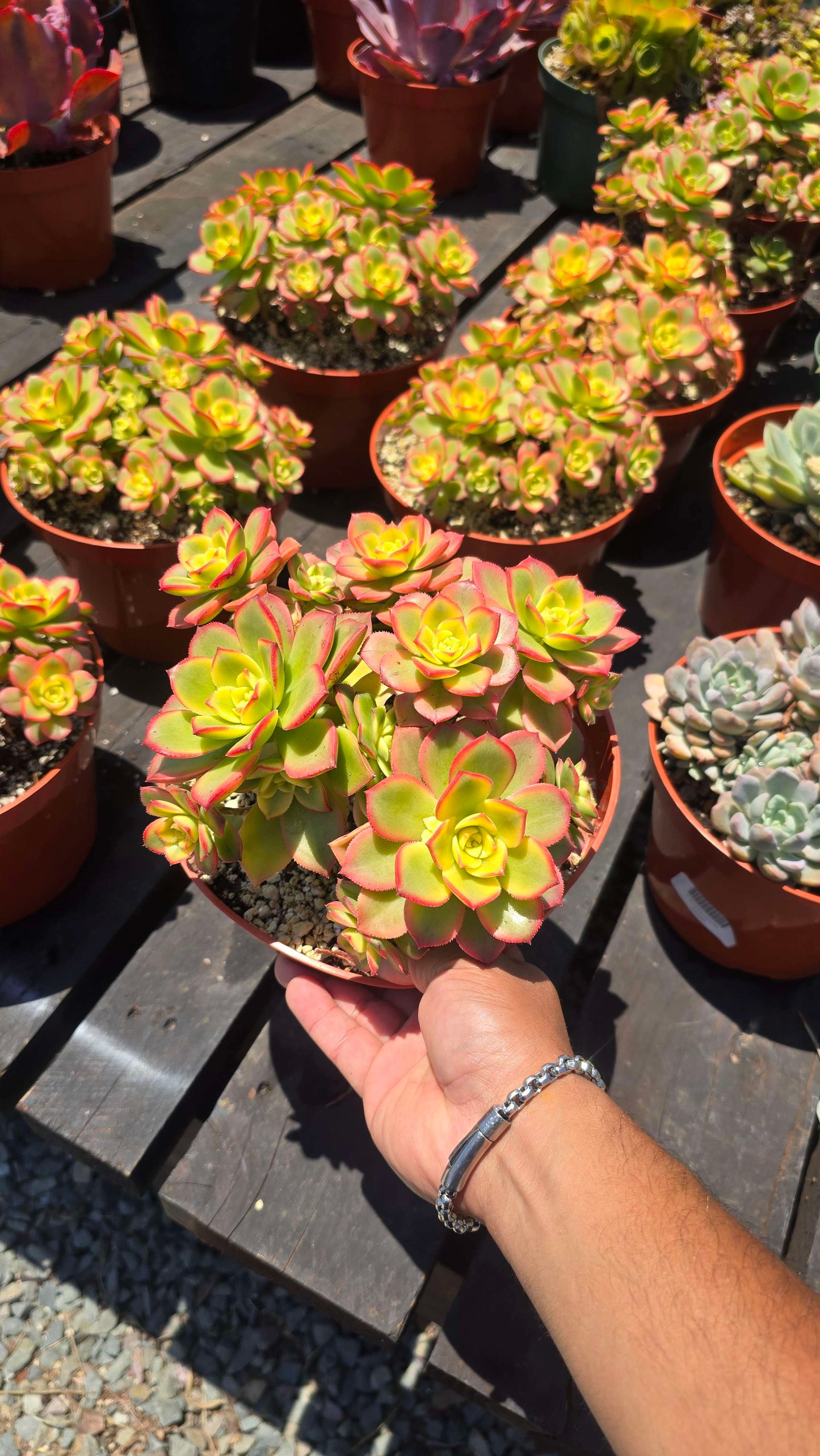 Kiwi Aeonium (Pinwheel Plant) - Colorful Succulent for Indoor & Outdoor Gardens full sun in 6 inch pot