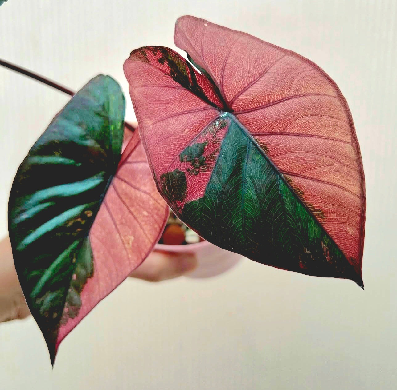Alocasia 'Serendipity' small (7-12" size) Variegated Rare Plant Roots in moss