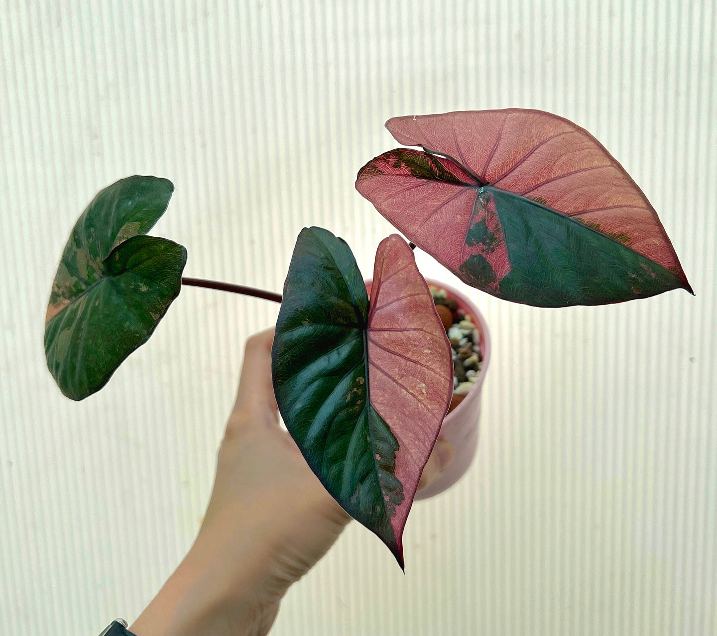 Alocasia 'Serendipity' small (7-12" size) Variegated Rare Plant Roots in moss