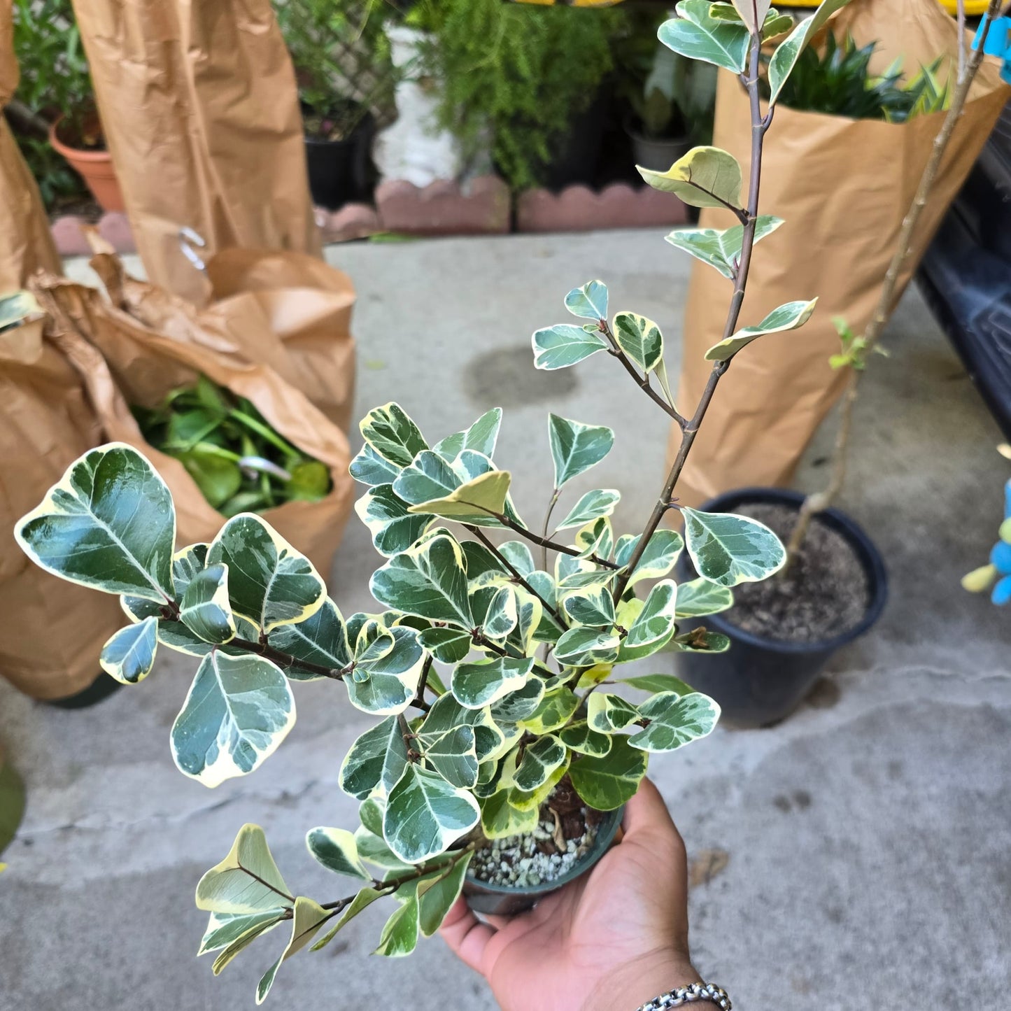 Ficus triangularis 'variegated'in 4 inch pot