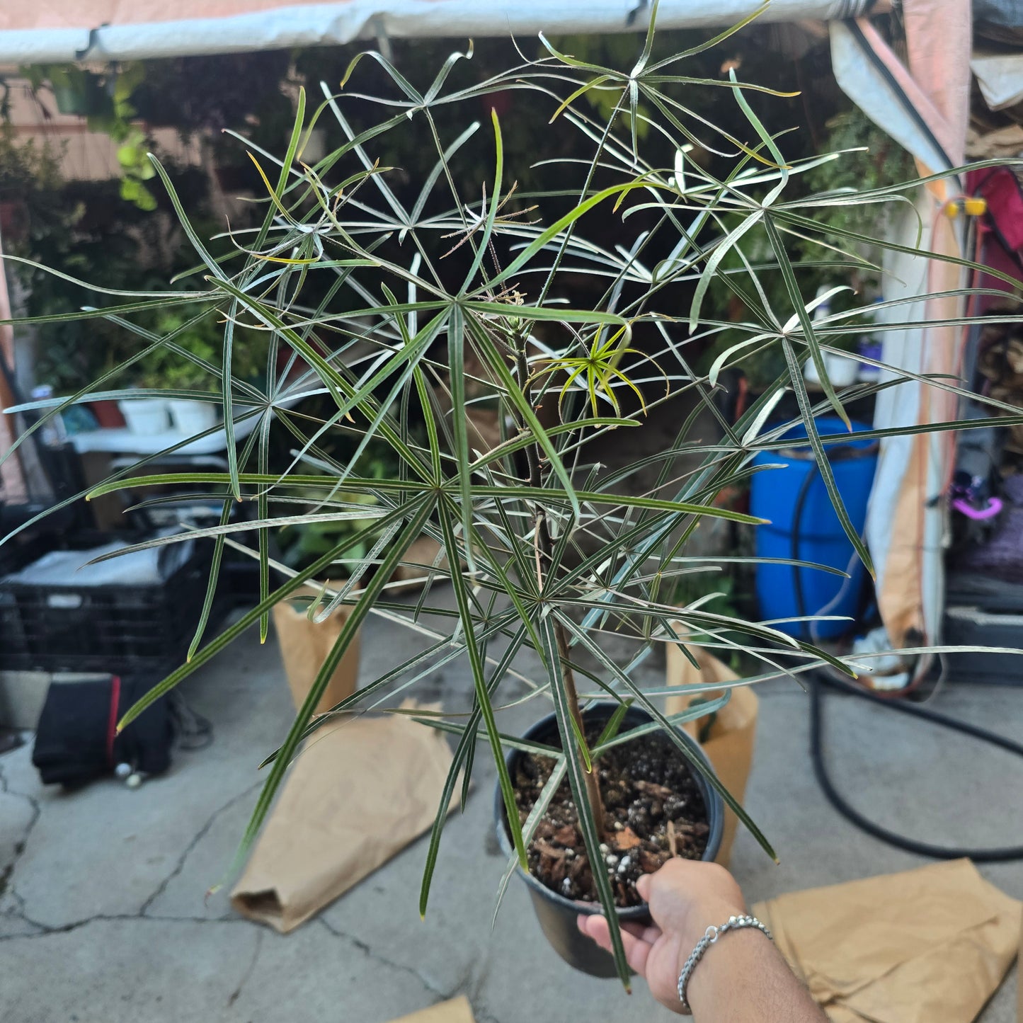 Brachychiton australis in 1 gallon pot