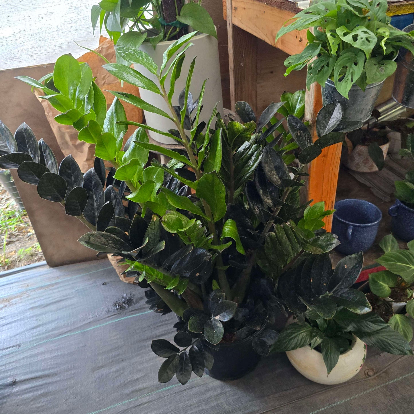 XL Black ZZ in 3 gallon pot 2.5-3 feet tall