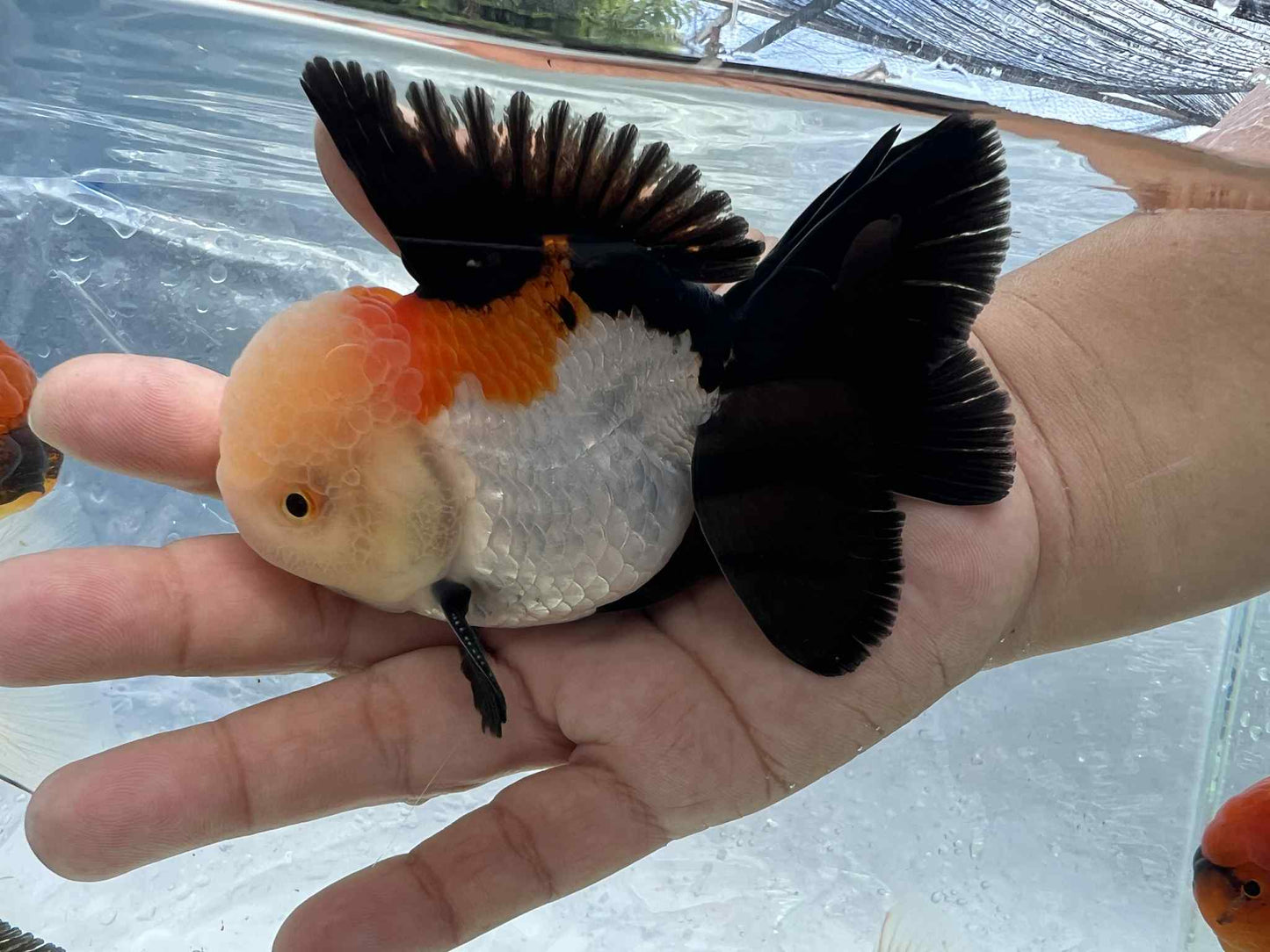 (ORA-09-AA/AAA) Tri Color Oranda Short Body High Quality Wholesale Bag - Pick Size and Quantity in Bag